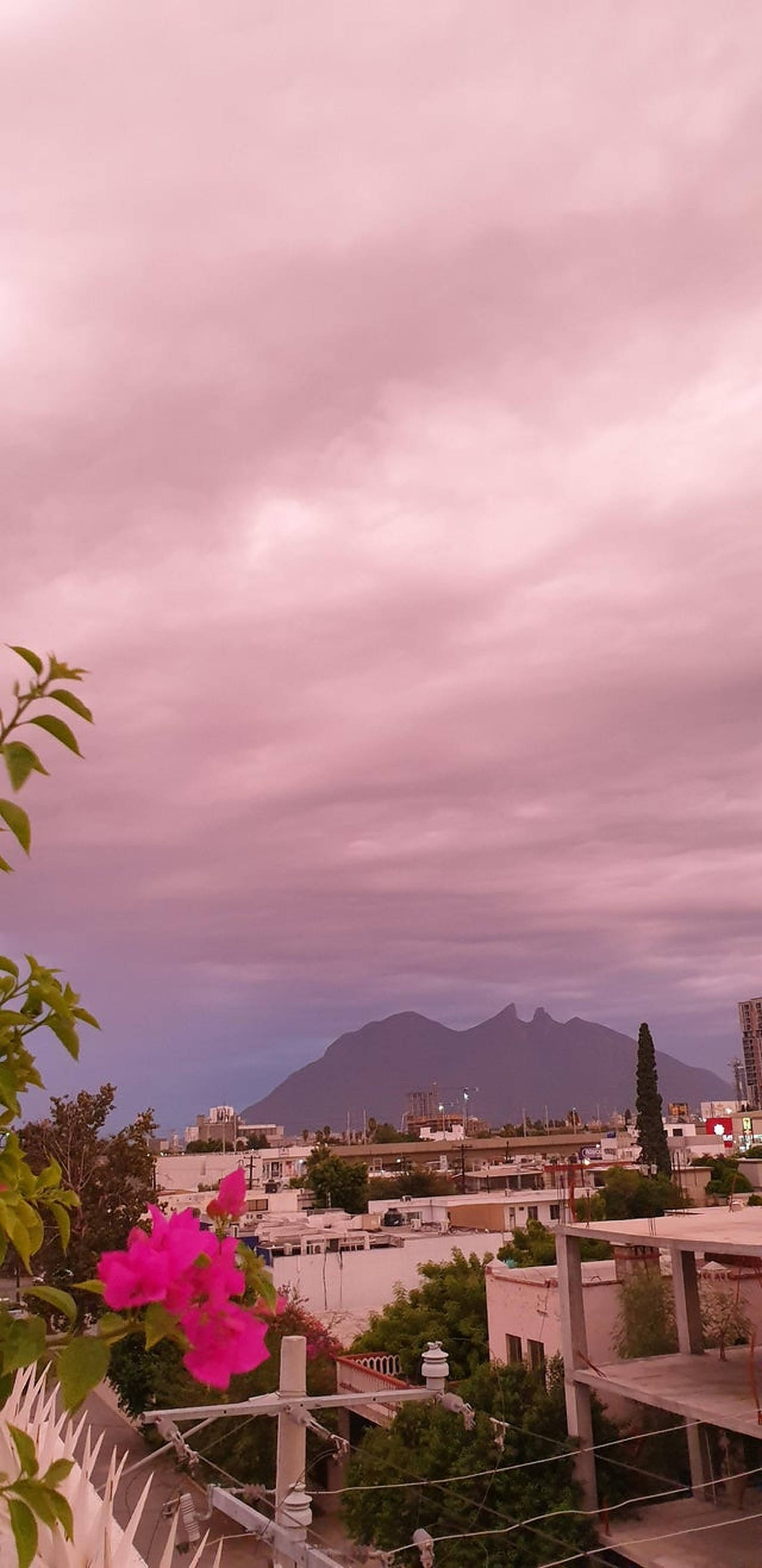 Monterrey 桌布 壁紙 — 鮮豔的粉紅色九重葛盛開，框住了屋頂上俯瞰城市景觀的視野，背景是夢幻的粉紅色暮色天空和遠山。