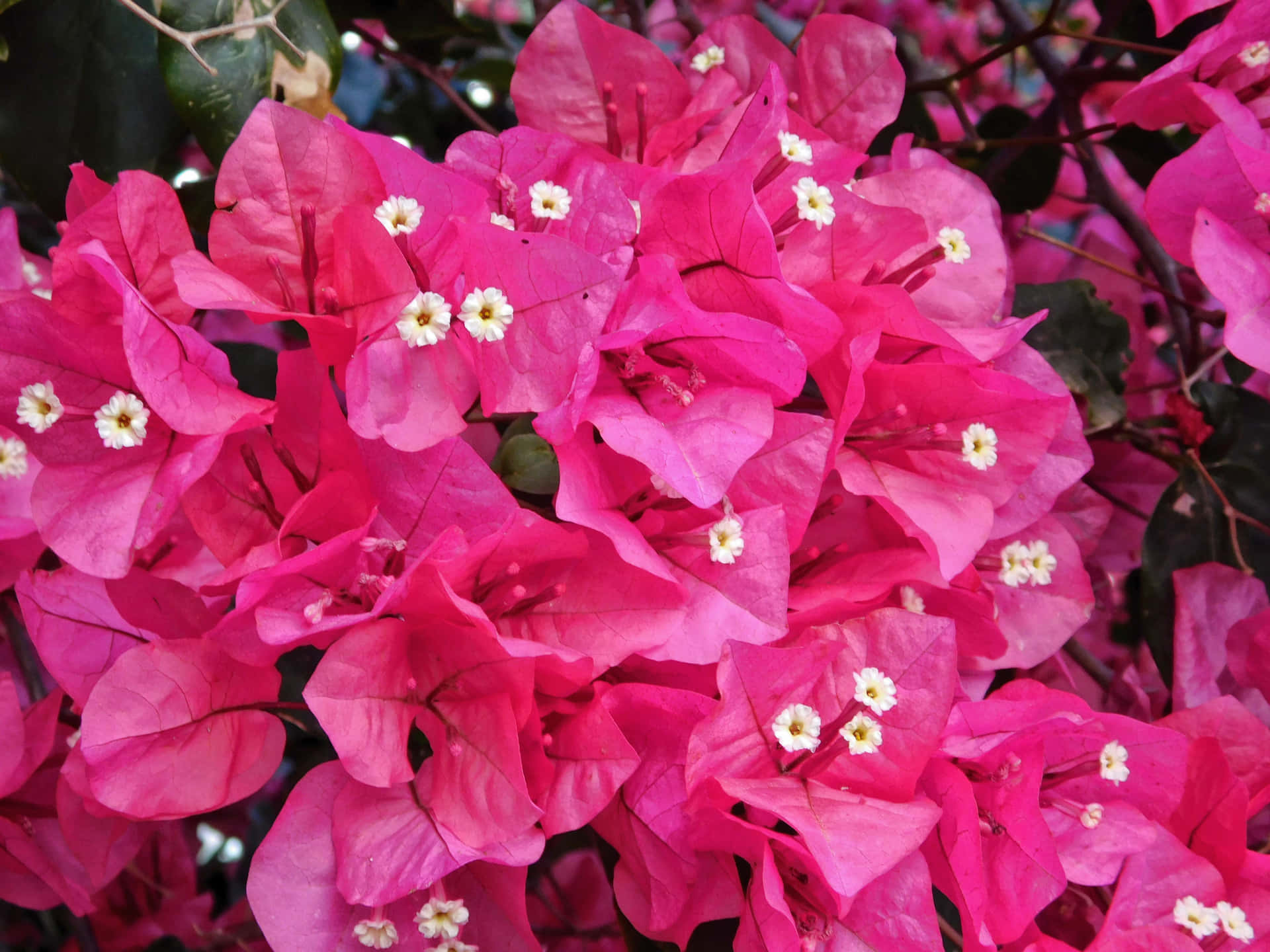 Flowers outdoors in the garden 壁紙 — 鮮豔的粉紅色九重葛花朵，帶有精緻的白色中心，密集地簇擁在深綠色葉片上。