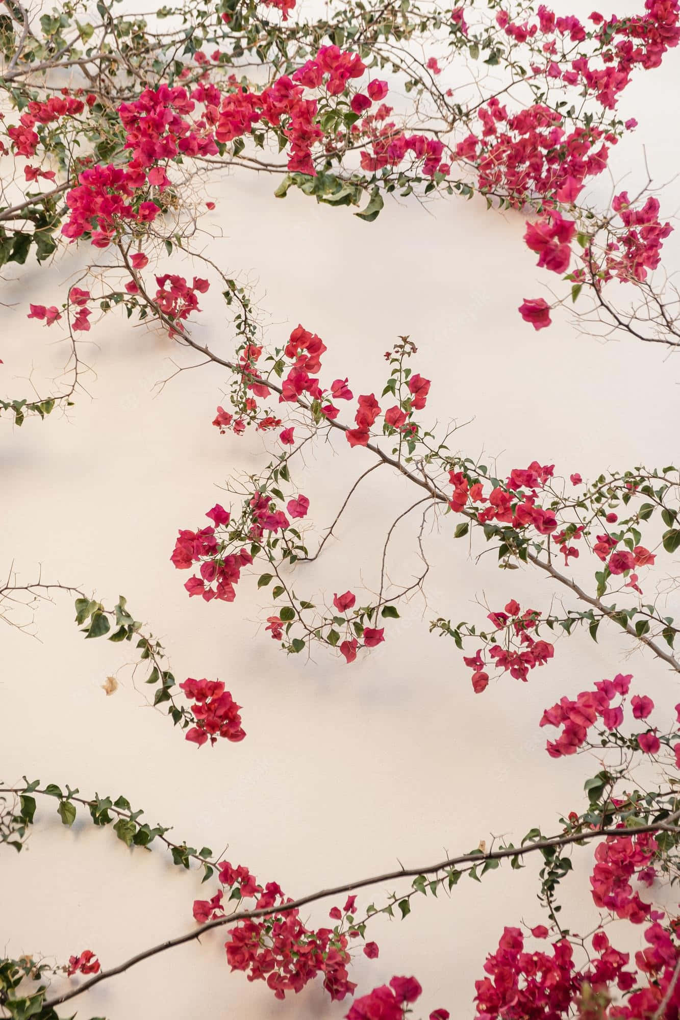 Red Flower Aesthetic 桌布 壁紙 — 鮮豔的粉紅色九重葛花朵優雅地垂落在光滑的米白色牆壁上，營造出茂盛的花園場景。
