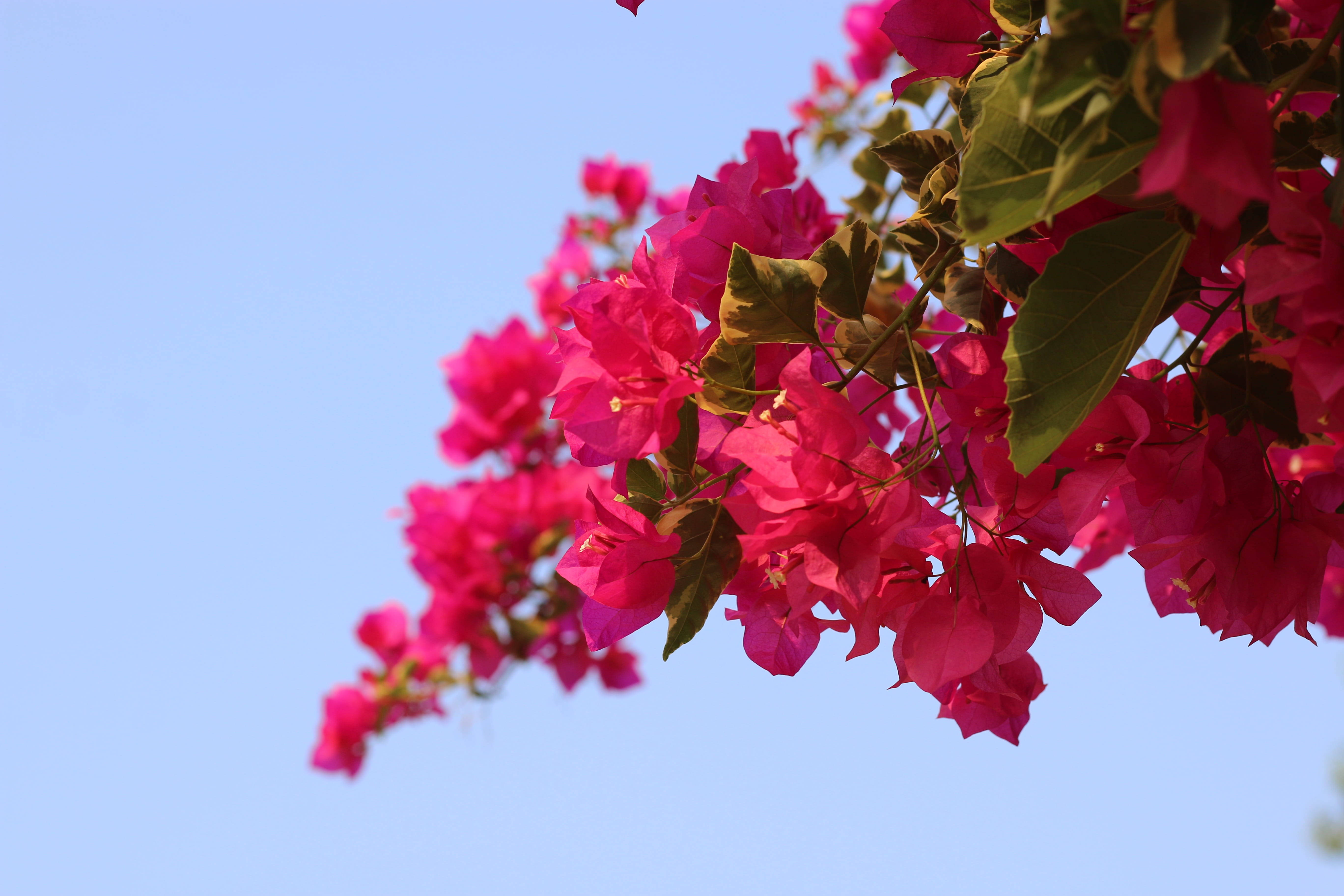 Yangon 桌布 壁紙 — 鮮豔的粉紅色九重葛花朵在晴朗的藍天襯托下，在陽光普照的花園場景中層層疊疊地綻放。