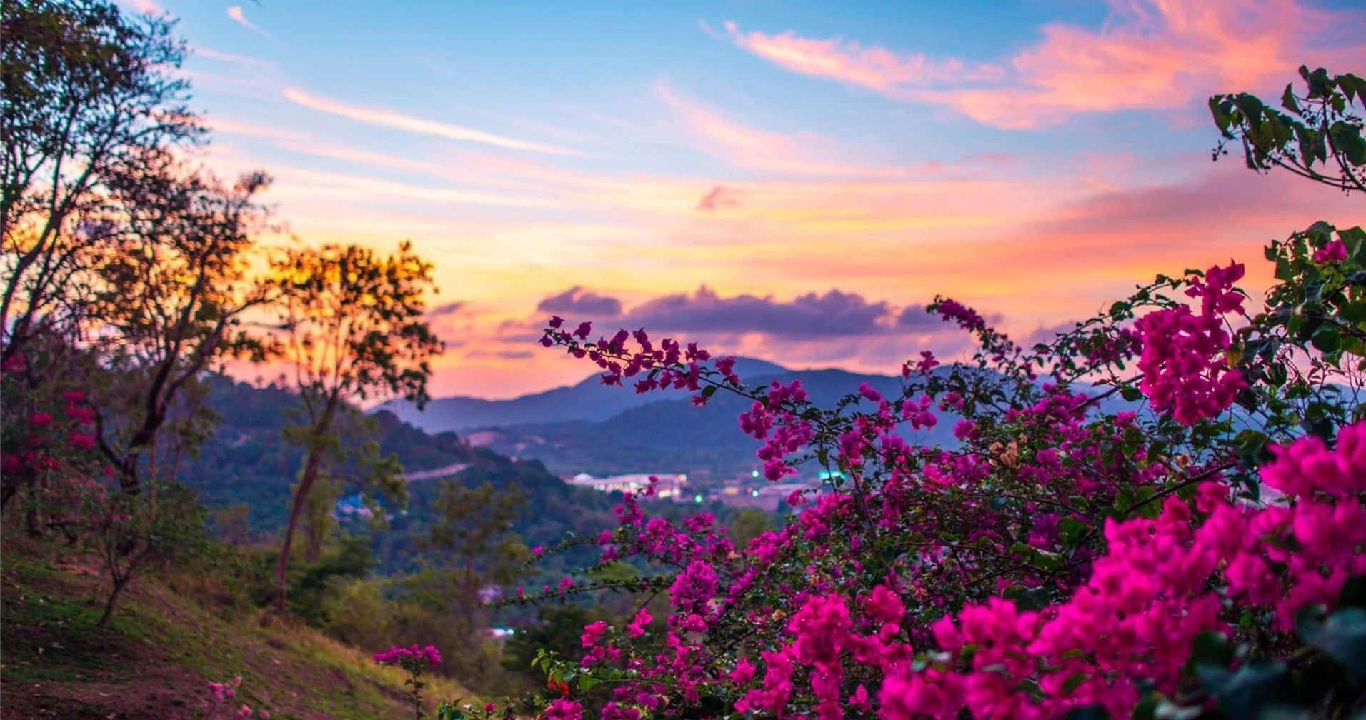 Spring Sunset 桌布 壁紙 — 鮮豔的粉紅色九重葛花朵框住了起伏山丘上令人驚嘆的日落，遠處城鎮的燈光在下方閃爍。