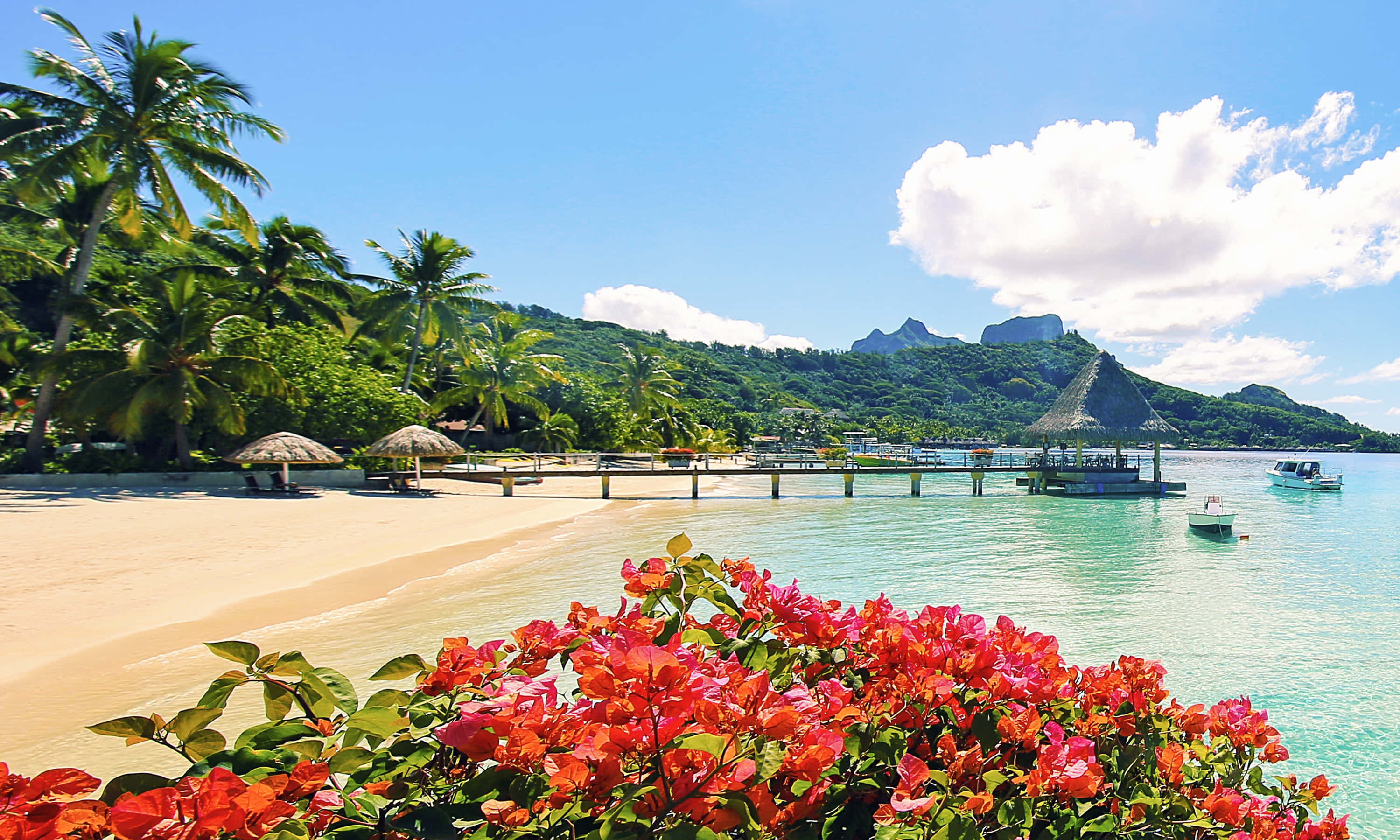 Bora Bora Beach 桌布 壁紙 — 鮮豔的粉紅色九重葛花環繞著一個原始的熱帶海灘，有碧綠的海水、棕櫚樹和遠處的火山丘陵，在明亮的藍天下。