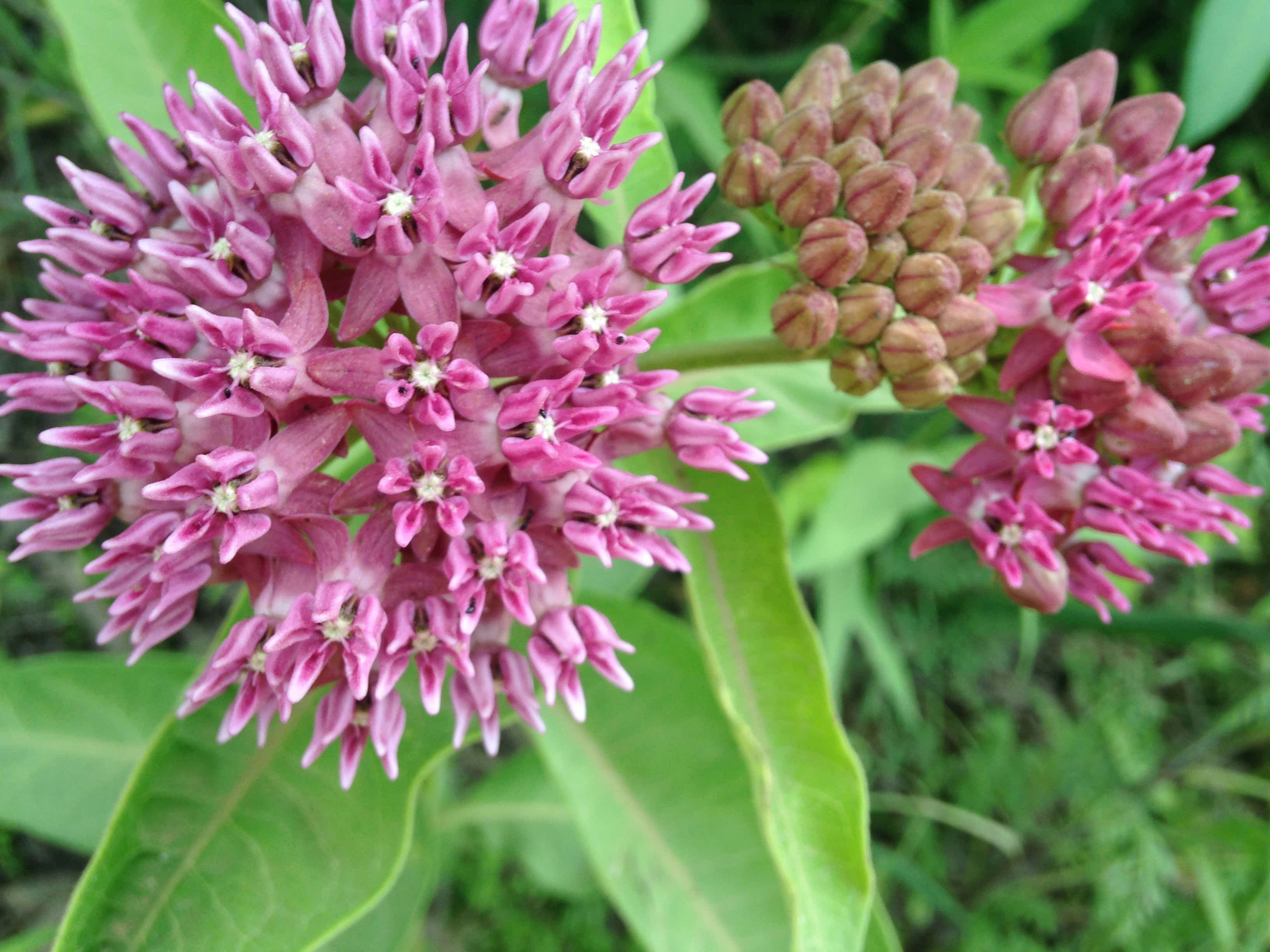 Milkweed 桌布 壁紙 — 鮮豔的粉紅色乳草花在柔和的自然光線中密集綻放，伴隨著綠葉和未開放的花蕾。