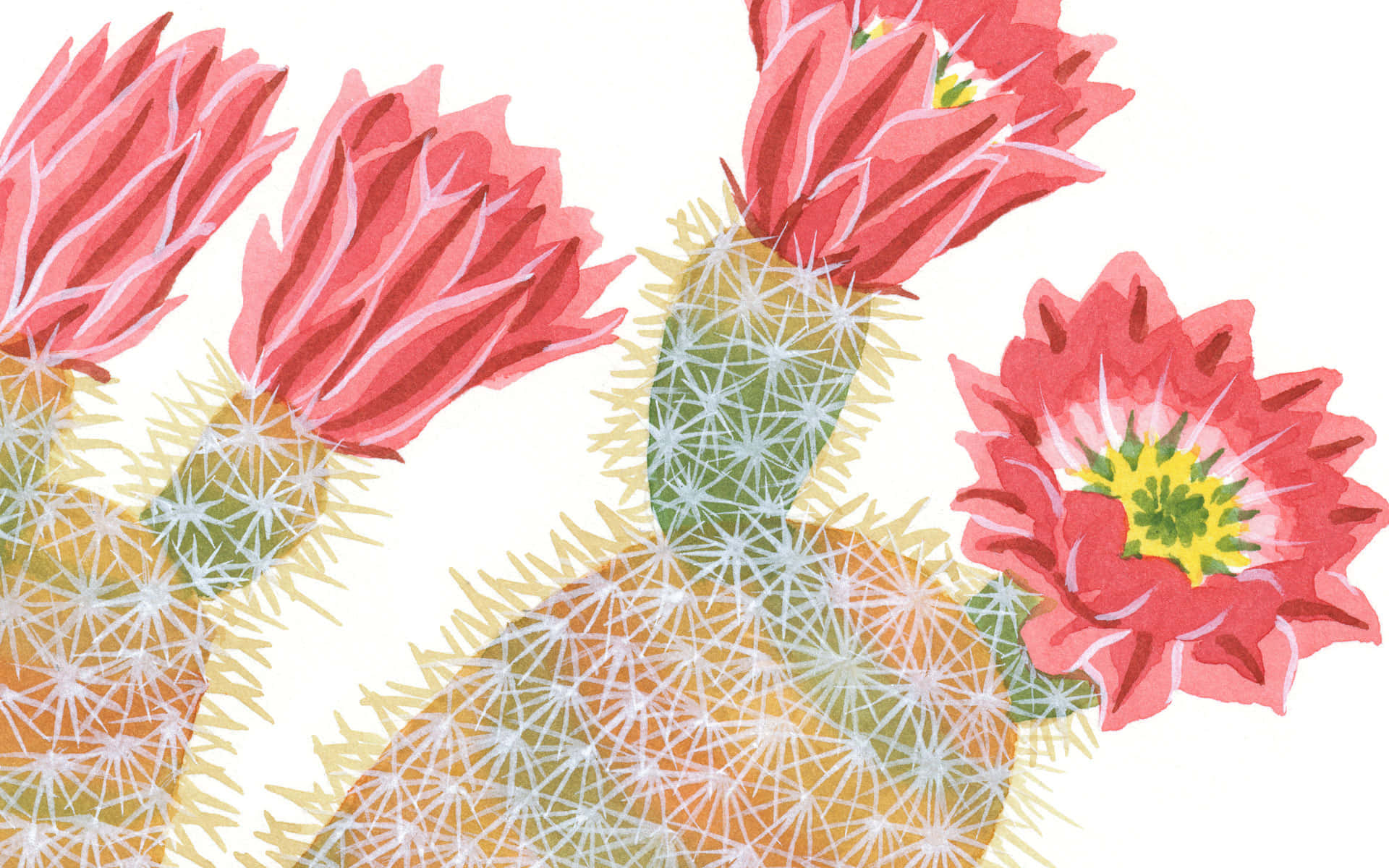 Cactus 桌布 壁紙 — 鮮豔的粉紅色仙人掌花在帶刺的綠色和橙色莖上盛開，背景是乾淨的白色。