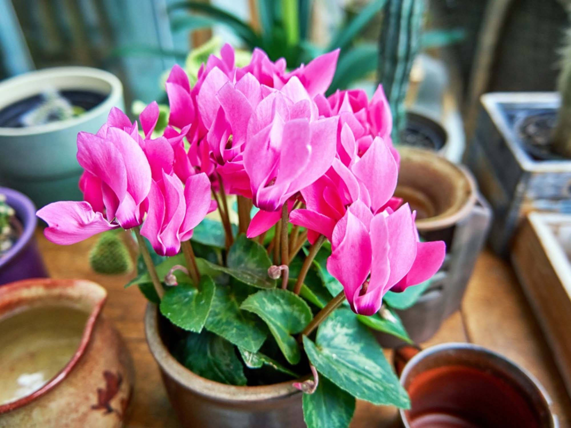 仙客來 桌布 壁紙 — 鮮豔的粉紅色仙客來花在一個陶土盆中茂盛綻放，周圍是木質表面上的鄉村風格陶瓷容器。