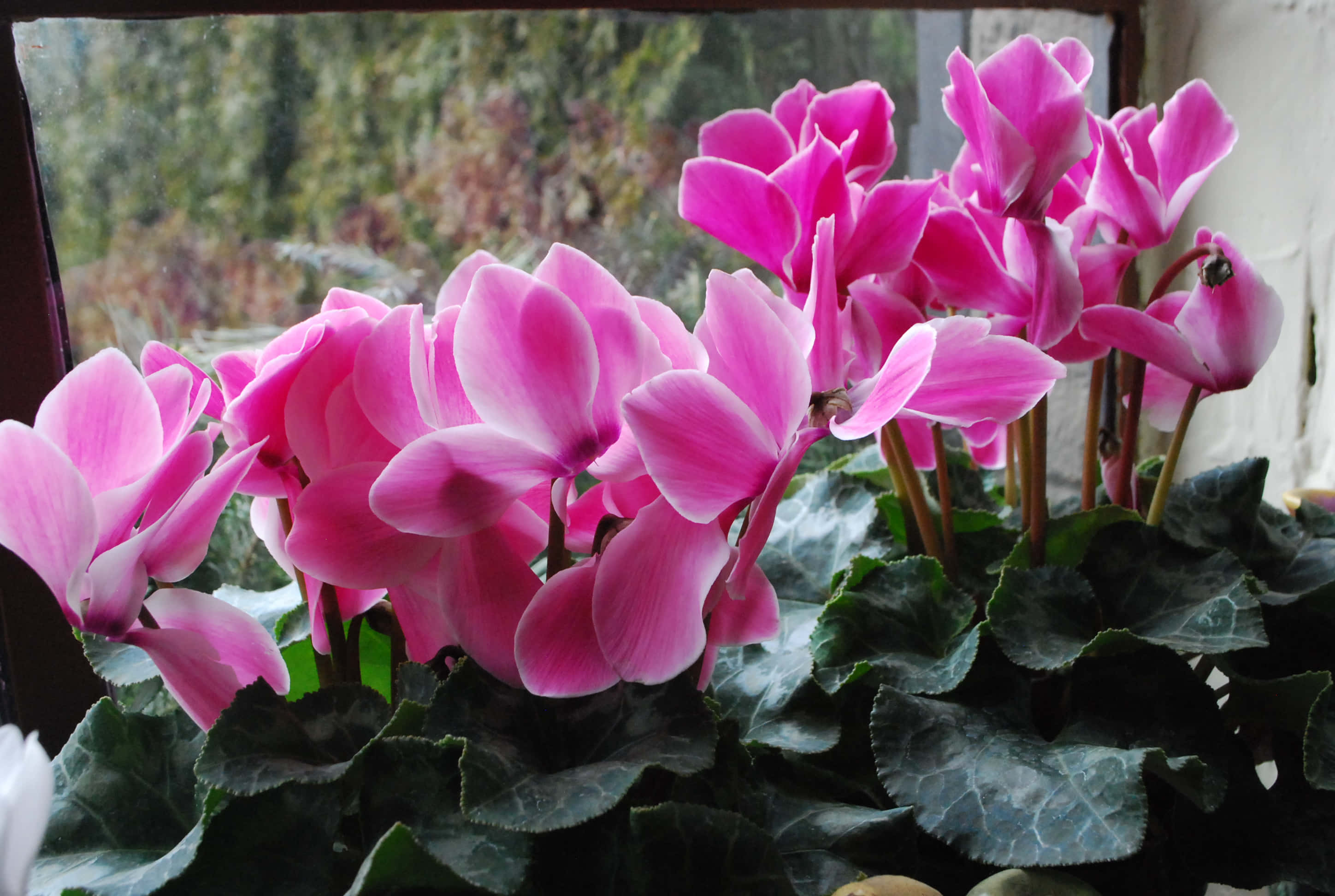 Cyclamen 桌布 壁紙 — 鮮豔的粉紅色仙客來花在窗台花盆中茂盛綻放，深綠色葉子襯托著模糊的戶外景色。