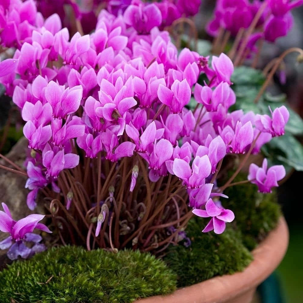 Cyclamen 桌布 壁紙 — 鮮豔的粉紅色仙客來花在鋪滿翠綠苔蘚的赤陶盆中密集盛開。