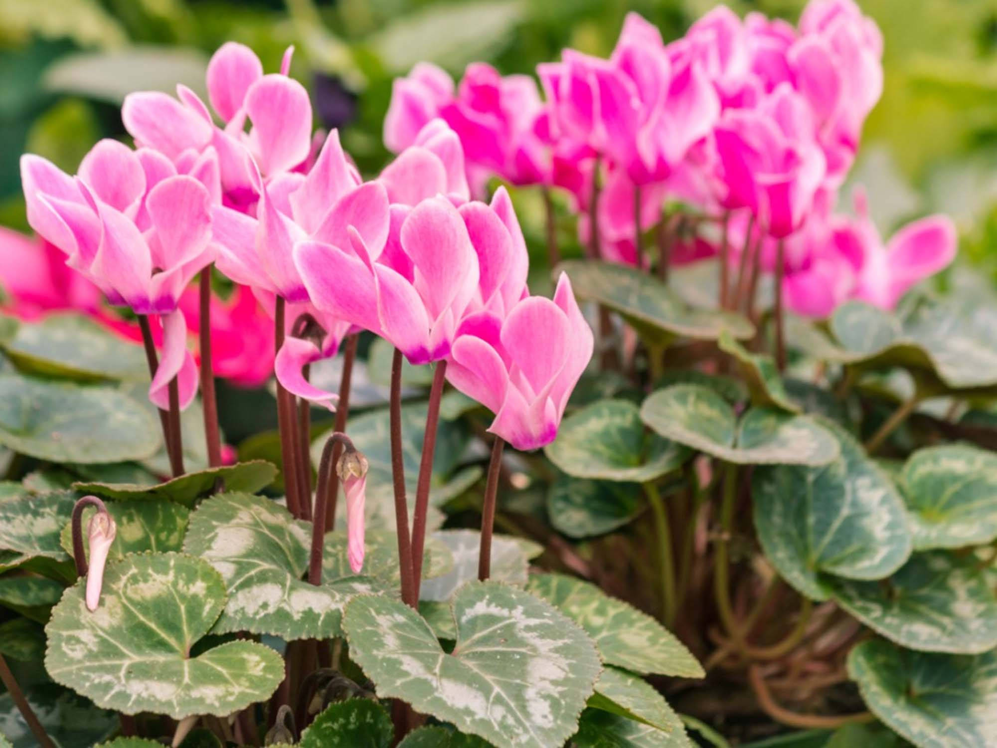 Cyclamen 桌布 壁紙 — 鮮豔的粉紅色仙客來花在雜色綠葉中優雅綻放，營造出茂盛的花園景致。