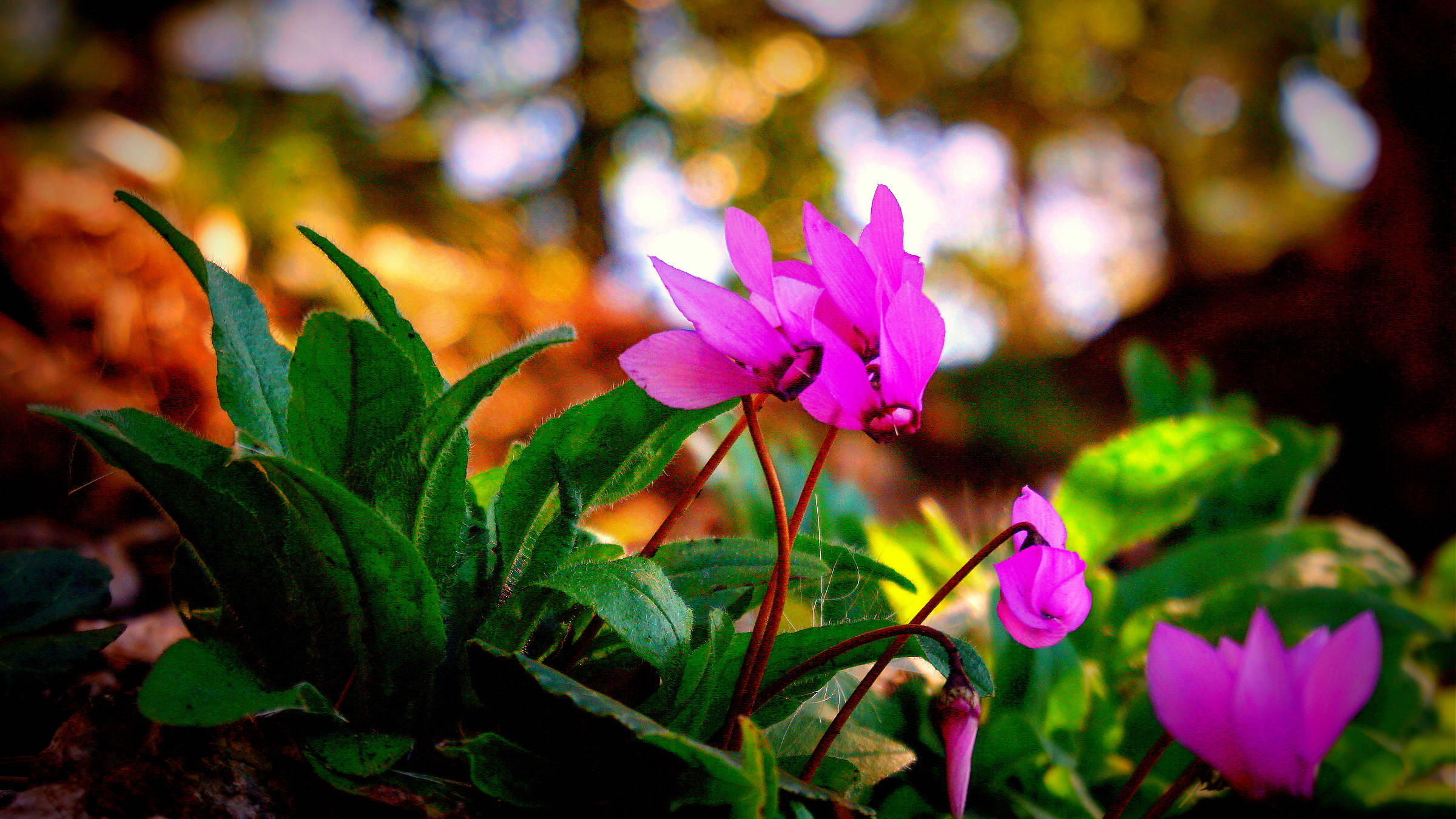 Cyclamen 桌布 壁紙 — 鮮豔的粉紅色仙客來花朵在森林地面的斑駁陽光下，在茂密的綠葉間盛開。