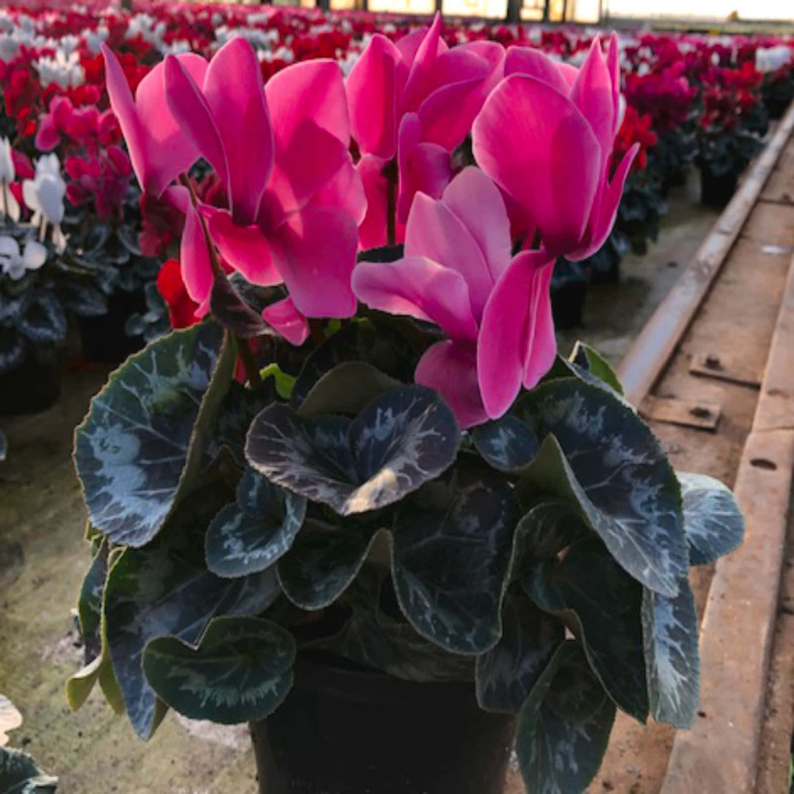 Cyclamen 桌布 壁紙 — 鮮豔的粉紅色仙客來花朵在溫室一排帶有圖案的銀綠色葉子上盛開。