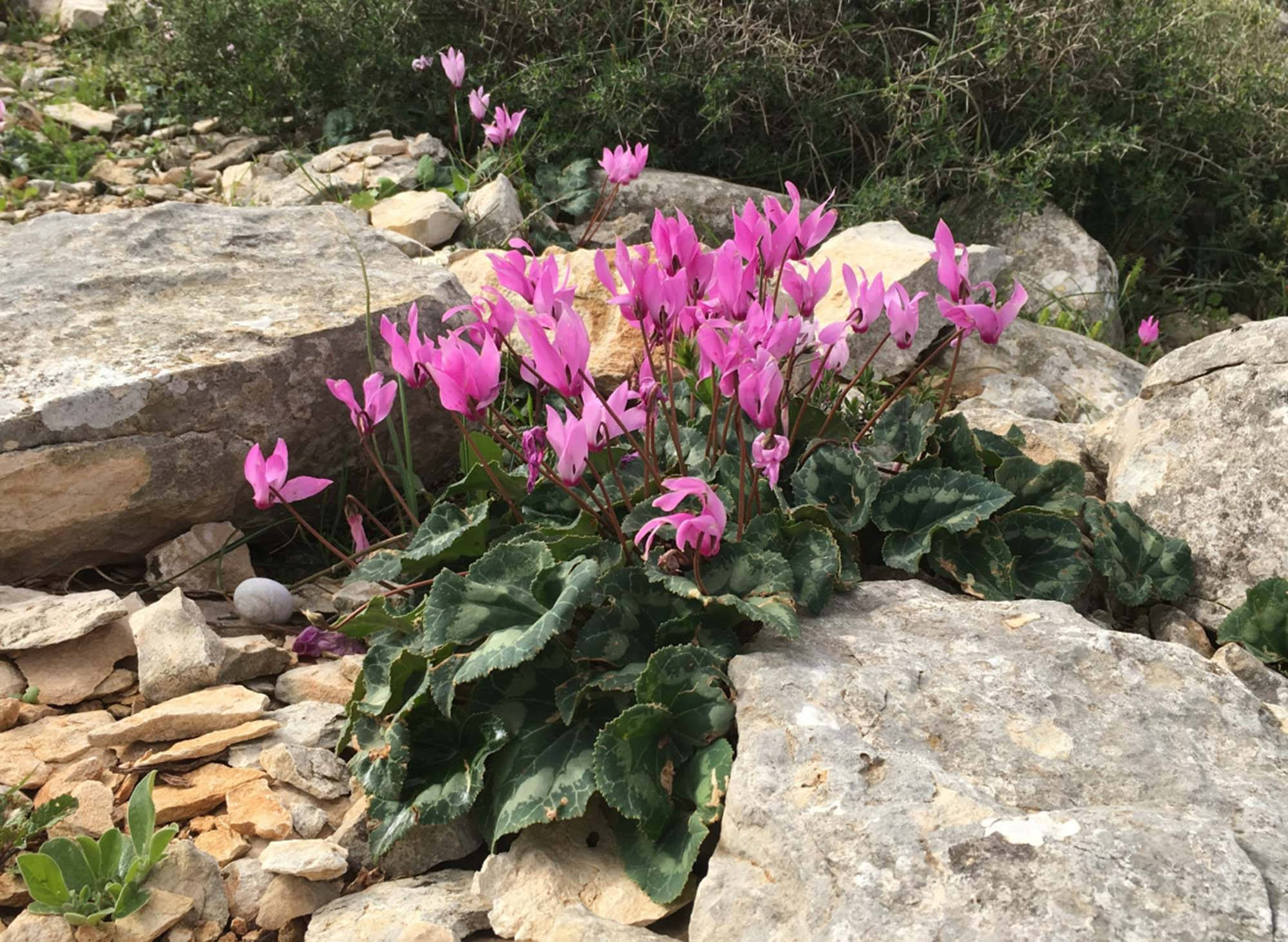 Cyclamen 桌布 壁紙 — 鮮豔的粉紅色仙客來花朵在陽光普照的自然環境中，在崎嶇的灰色岩石和綠色樹葉間盛開。