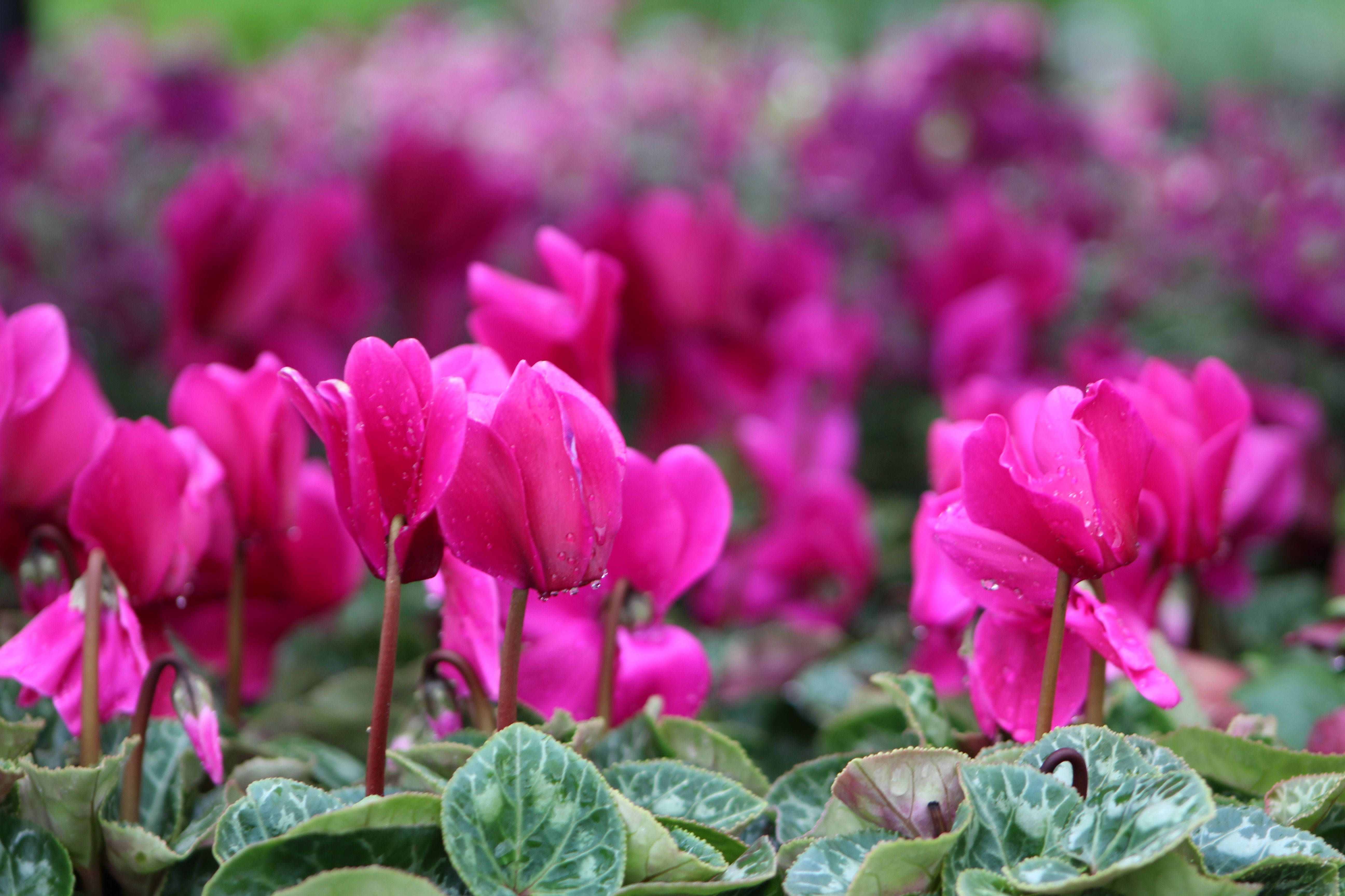Cyclamen 桌布 壁紙 — 鮮豔的粉紅色仙客來花朵帶著露珠，在茂密花園中斑駁的綠葉間綻放。