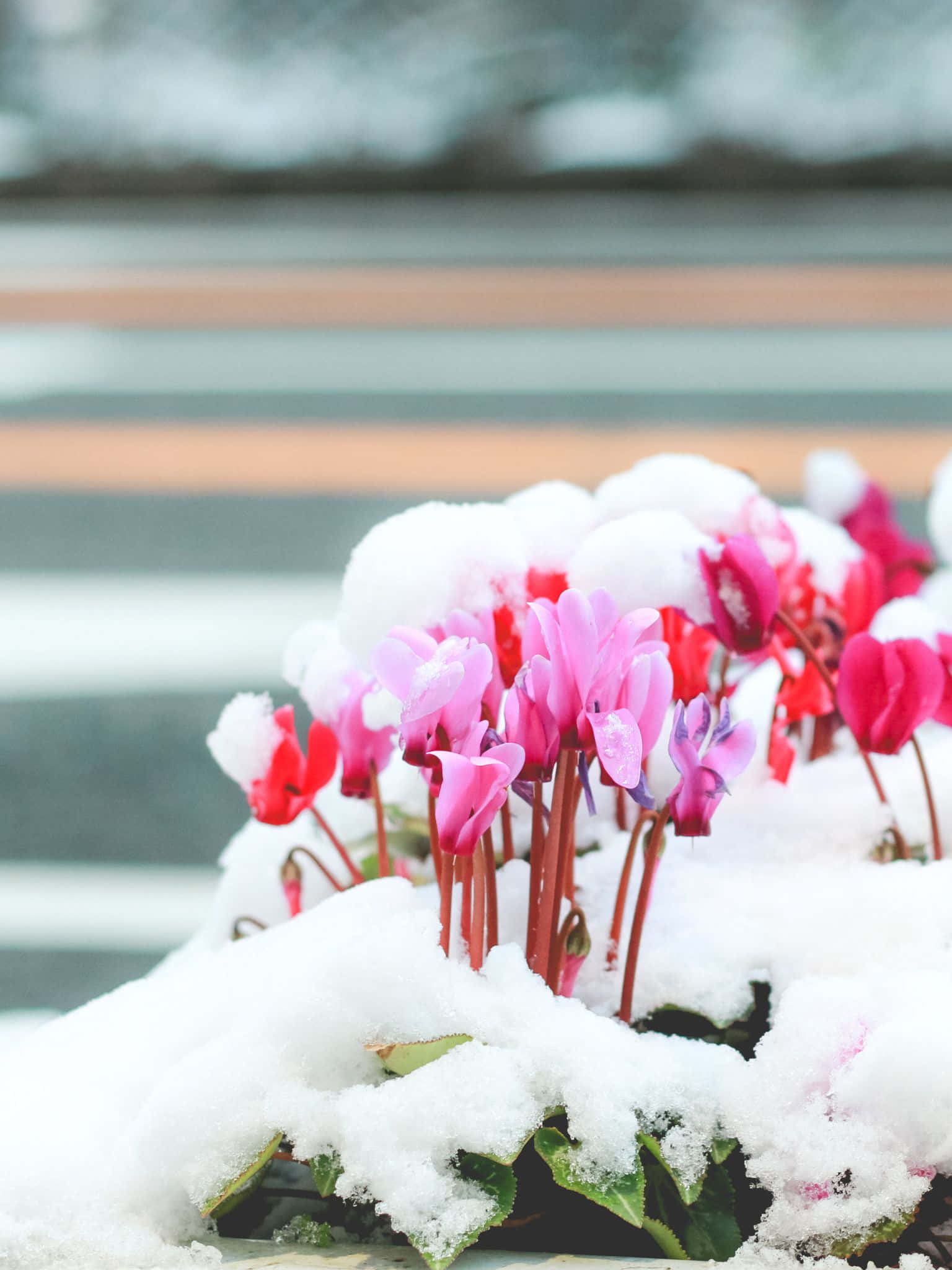 1536x2048 桌布 壁紙 — 鮮豔的粉紅色仙客來花朵從窗台上的一層新雪中探出頭來，背景是模糊的城市景觀。