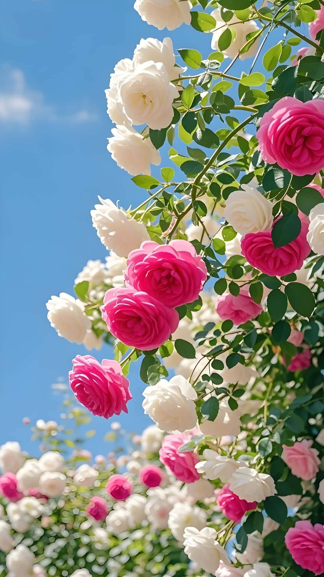 Pink & White Roses: Blue Sky Garden Fresh Wallpaper 壁紙 — 鮮豔的粉紅色和奶油白色玫瑰在清澈的藍天和柔軟的白雲中密集盛開。