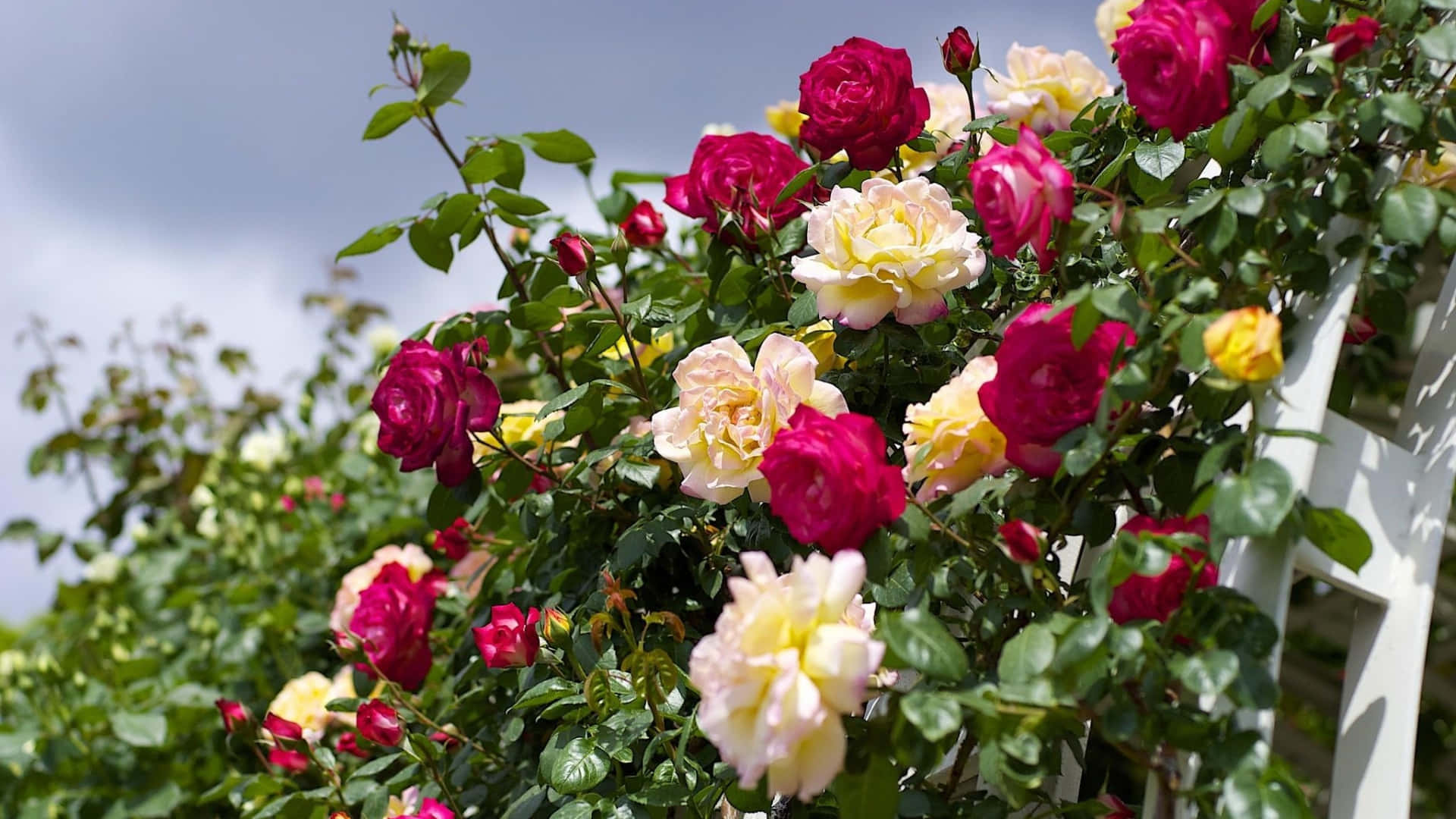 Roses 桌布 壁紙 — 鮮豔的粉紅色和奶油黃色玫瑰在柔和的藍天和白色棚架背景下茂盛綻放。