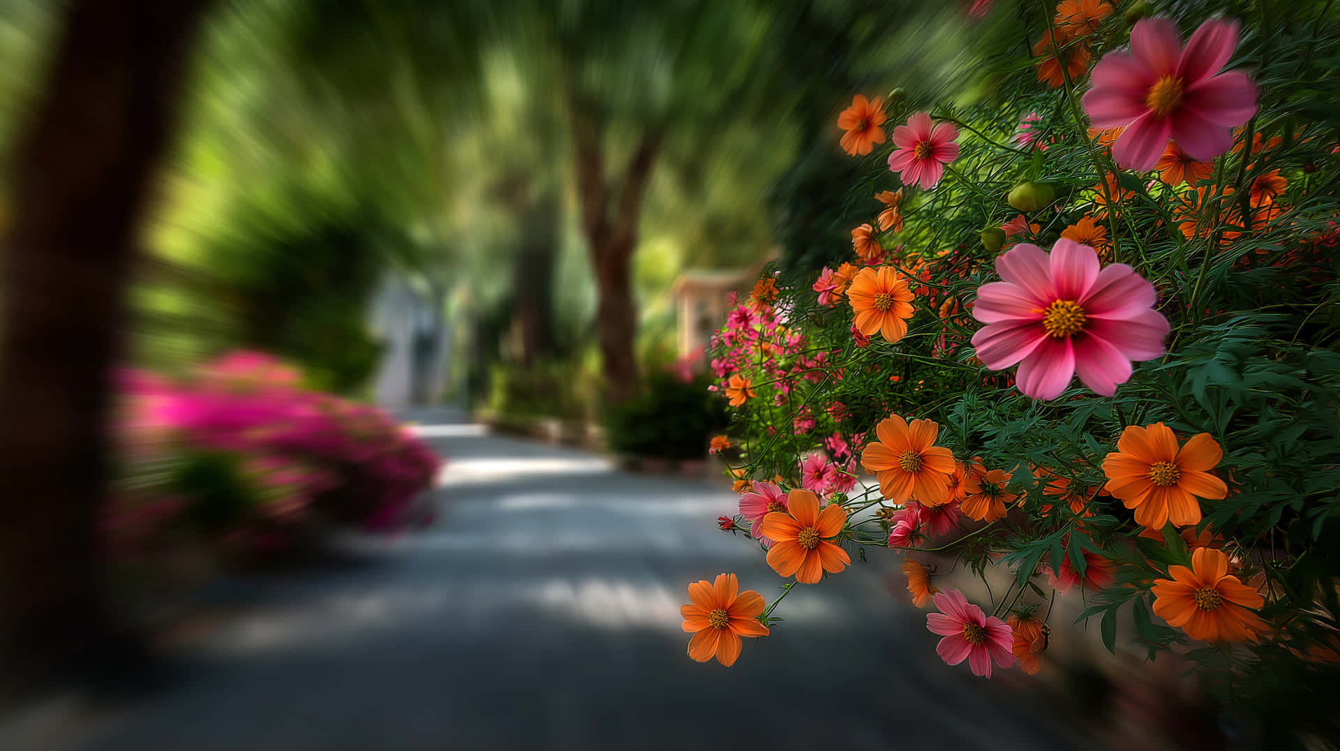 Blossoming Path Edged with Lush Flora and Soft Focus 壁紙 — 鮮豔的粉紅色和橙色大波斯菊花在模糊的花園小徑上盛開，周圍環繞著茂密的綠植。