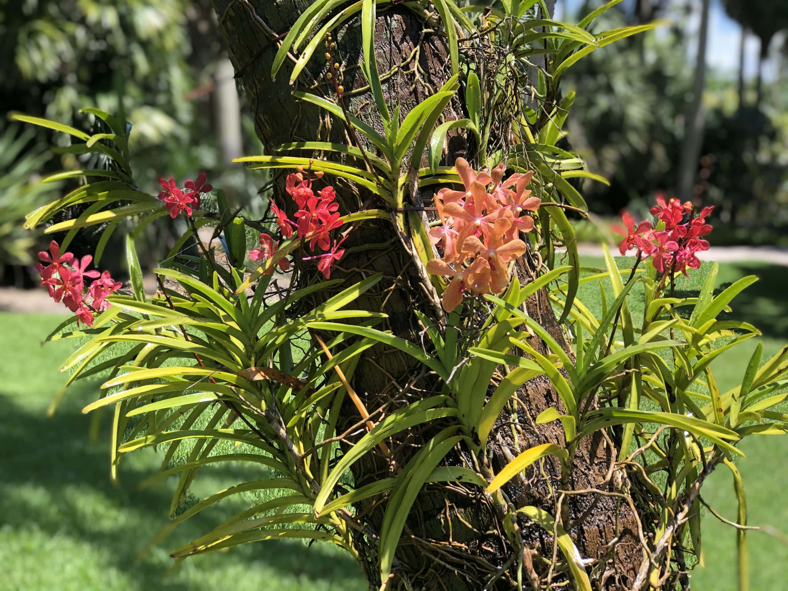Orchid Flower 桌布 壁紙 — 鮮豔的粉紅色和橙色蘭花在明亮的陽光下，在綠葉環繞的樹幹上茂盛綻放。
