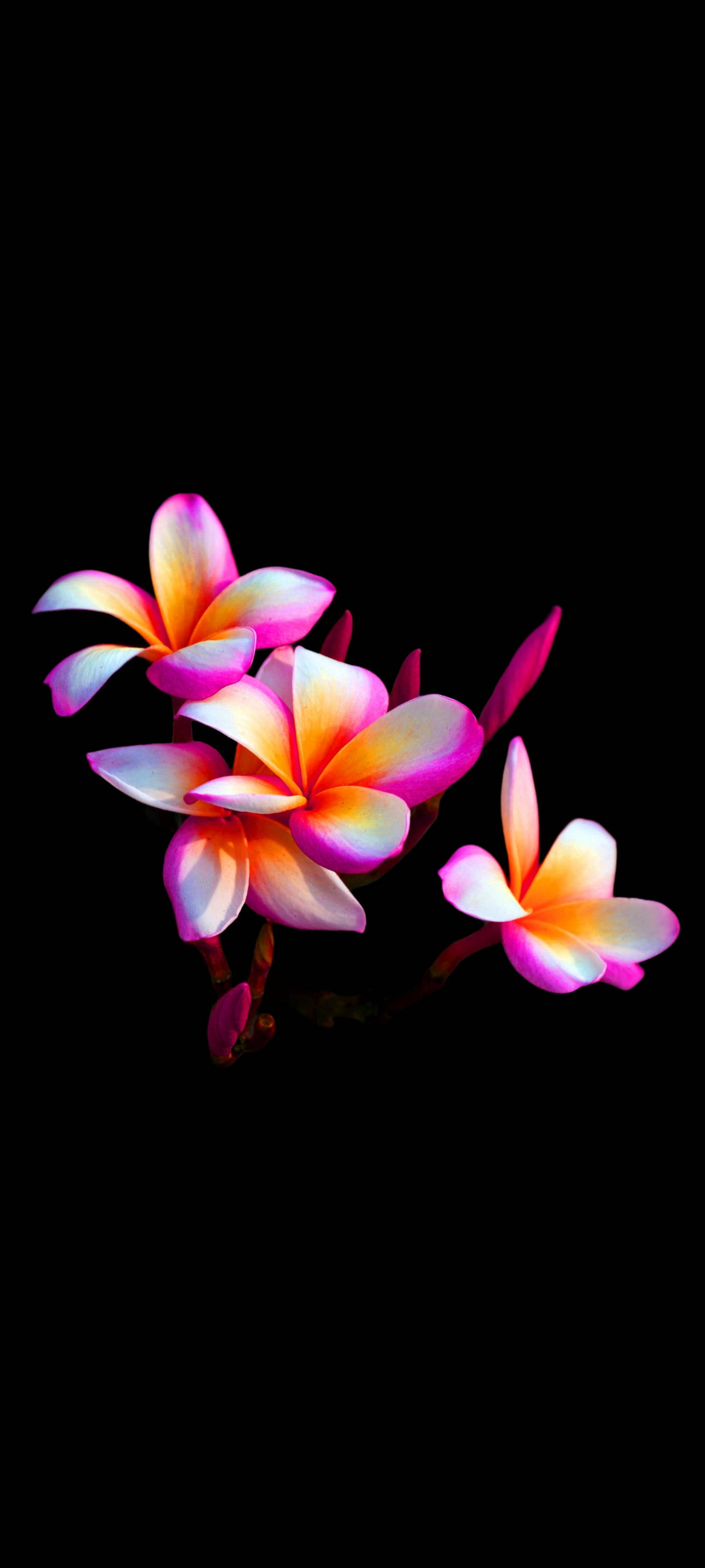 雛菊 桌布 壁紙 — 鮮豔的粉紅色和橙色雞蛋花在戲劇性的特寫中，在漆黑的背景下發光。
