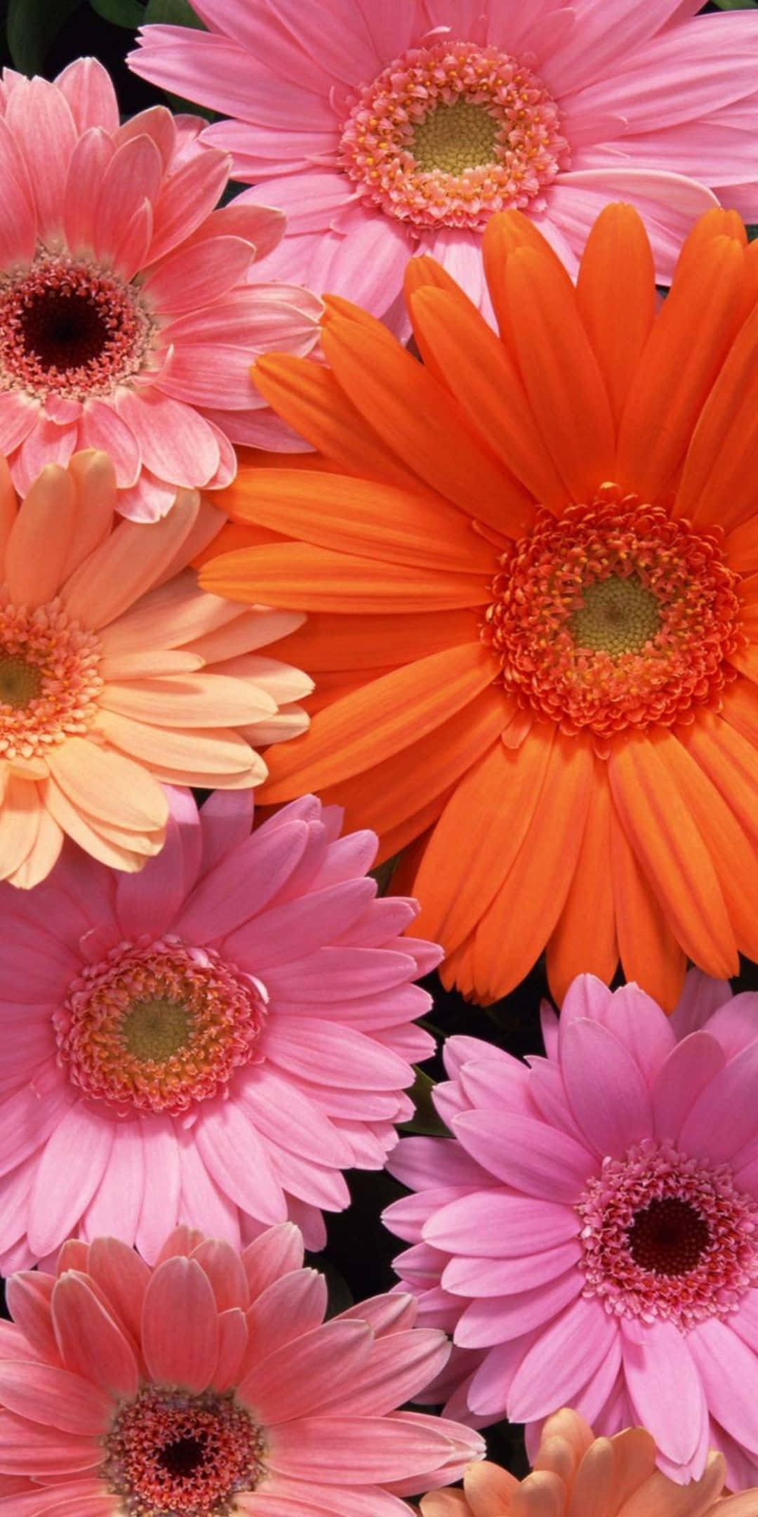 Daisy 桌布 壁紙 — 鮮豔的粉紅色和橙色非洲菊雛菊在深色背景下密集盛開，呈現生動的特寫。