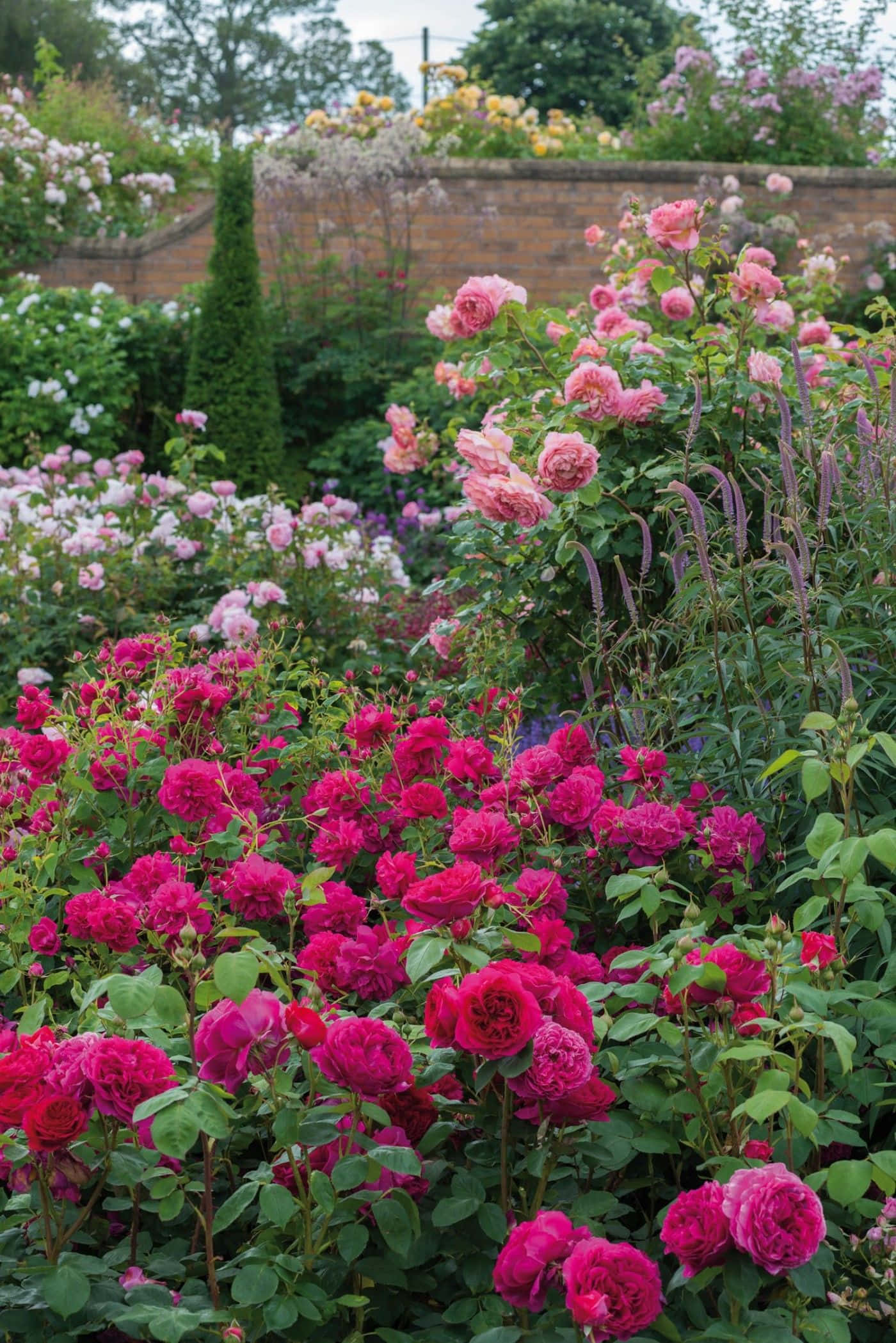 English Rose Garden 桌布 壁紙 — 鮮豔的粉紅色和洋紅色玫瑰在茂密的花園中盛開，背景有綠色葉子和磚牆。