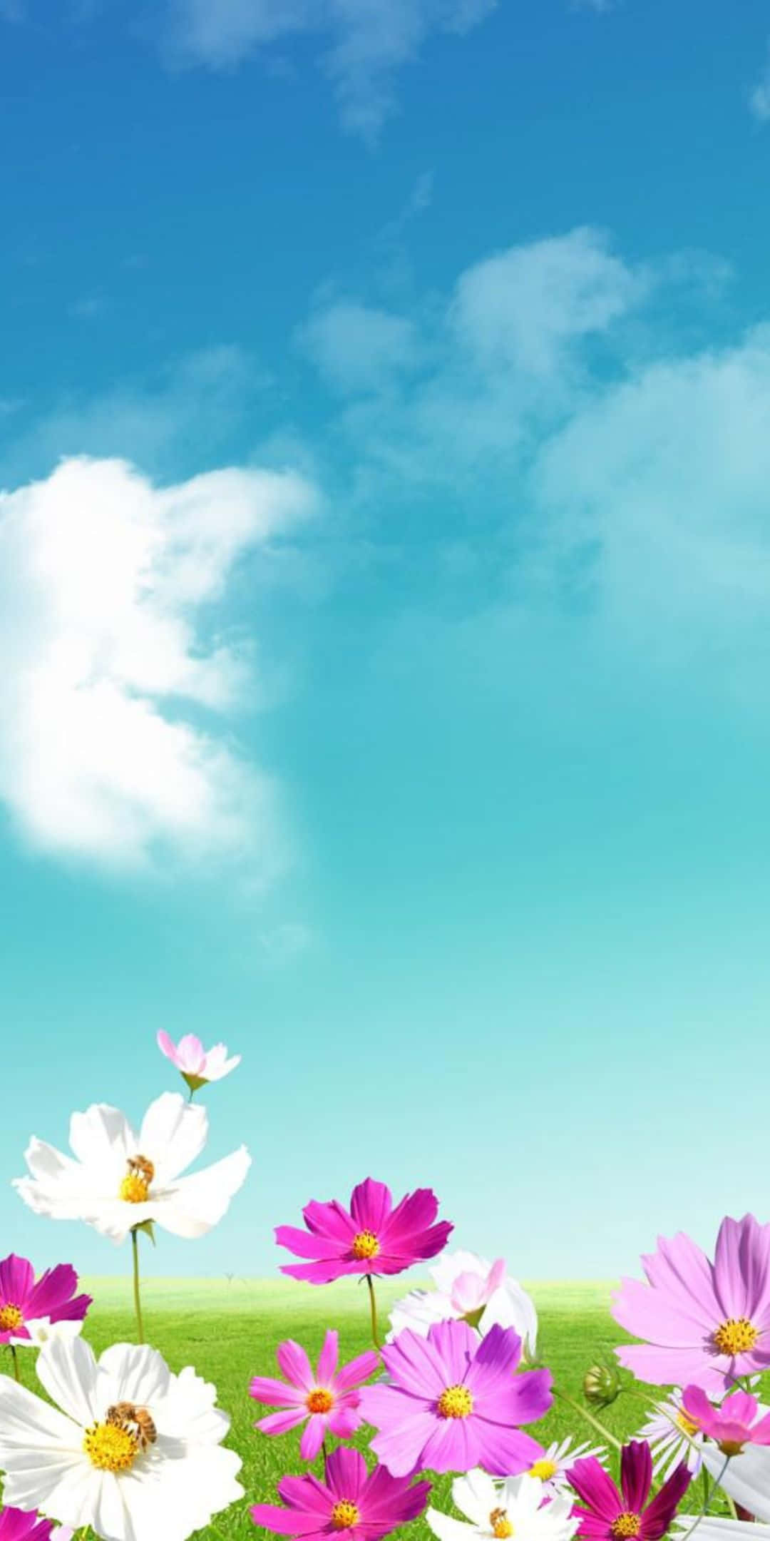 Pixel 3 Spring 桌布 壁紙 — 鮮豔的粉紅色和白色大波斯菊花在茂密的綠色田野上盛開，天空湛藍，白雲朵朵。