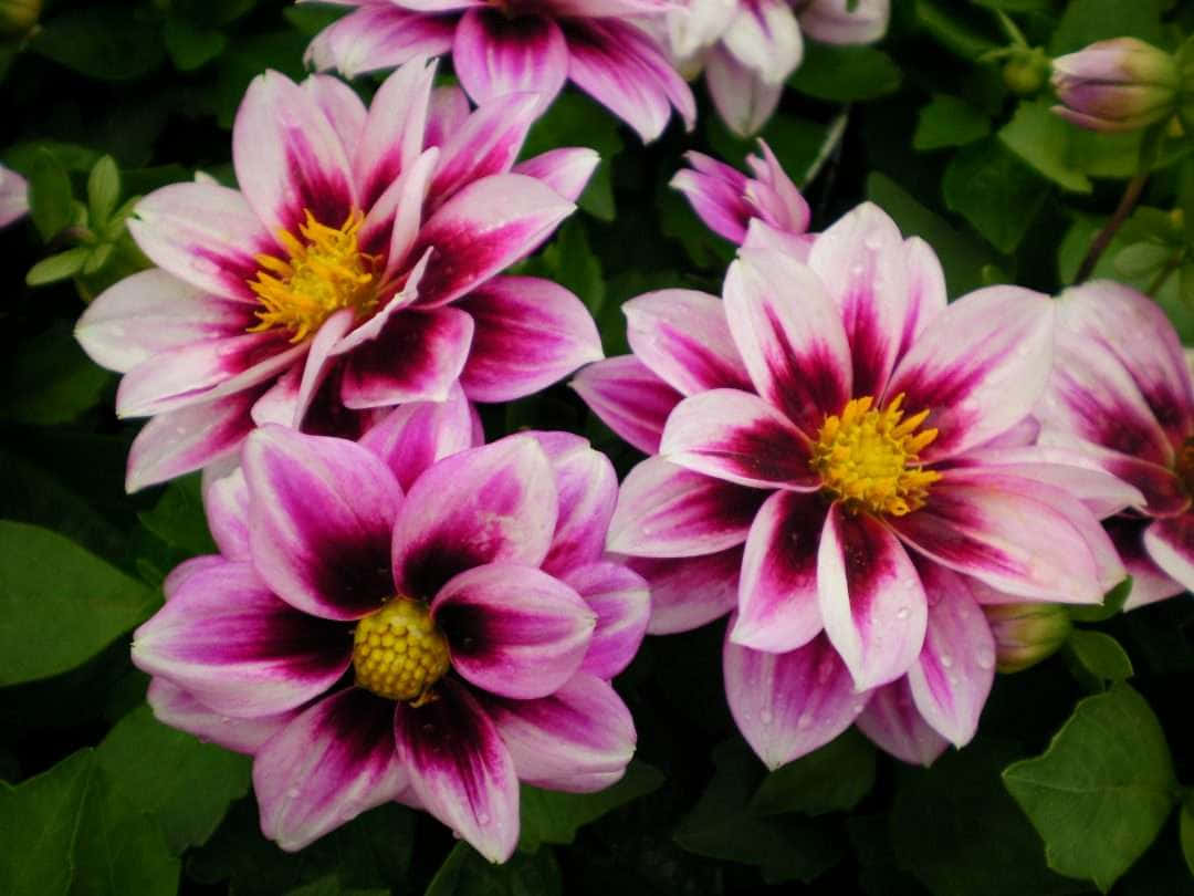 Dahlia 桌布 壁紙 — 鮮豔的粉紅色和白色大麗花，帶有黃色花心，在柔和的日光下於茂密的綠葉中盛開。