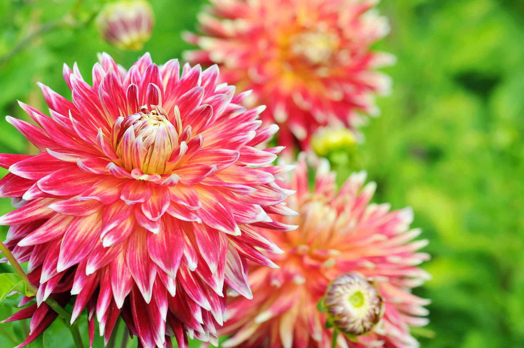 Dahlia 桌布 壁紙 — 鮮豔的粉紅色和白色大麗花，花瓣層層疊疊，在柔和的綠色花園背景下脫穎而出。