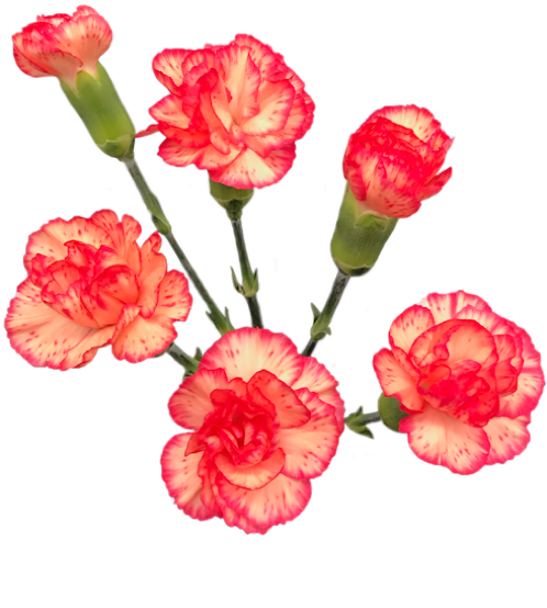 康乃馨 桌布 壁紙 — 鮮豔的粉紅色和白色康乃馨，帶有褶邊花瓣和綠色莖，漂浮在純黑色背景上。