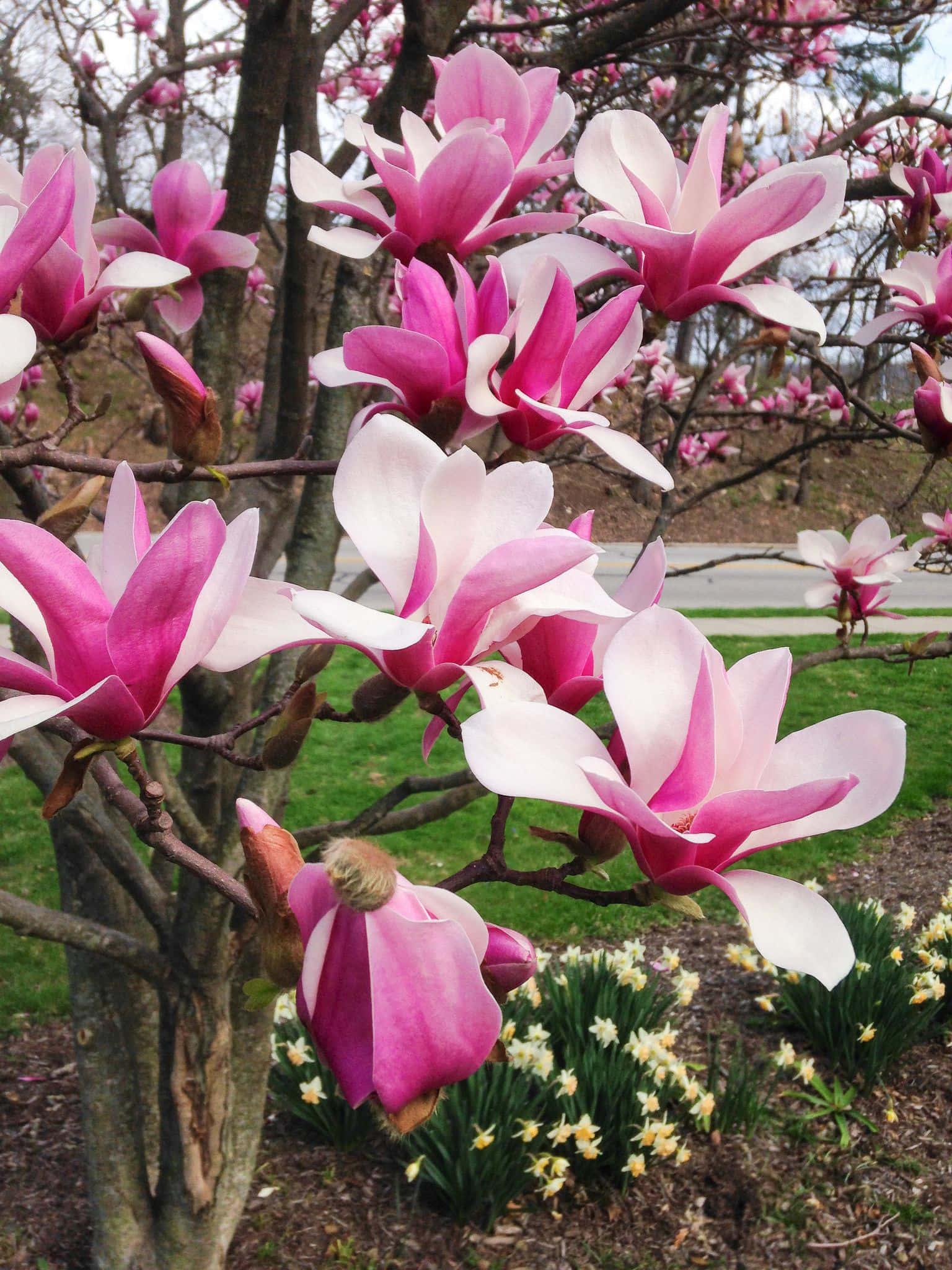 Tulip Tree 桌布 壁紙 — 鮮豔的粉紅色和白色木蘭花在光禿禿的樹枝上盛開，背景有水仙花。