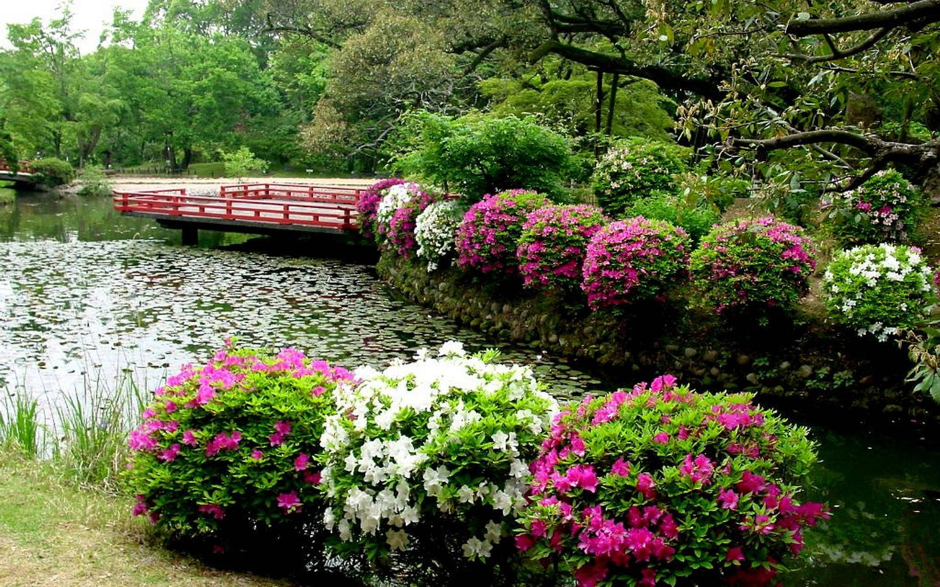 Garden 桌布 壁紙 — 鮮豔的粉紅色和白色杜鵑花沿著石堤盛開，旁邊是一個寧靜的池塘，一座紅色木橋拱穿過茂密的綠樹。