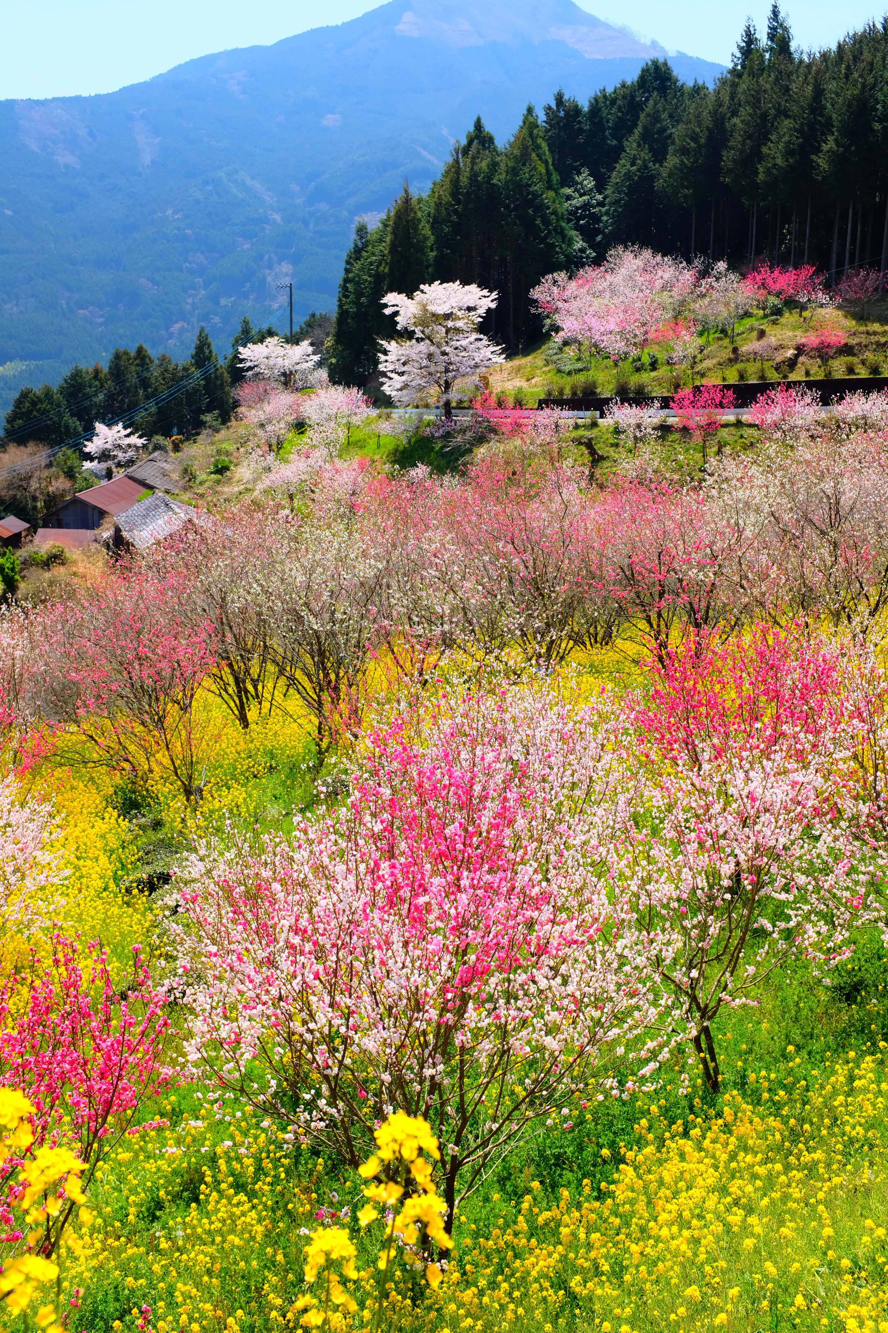 Spring Nature 桌布 壁紙 — 鮮豔的粉紅色和白色櫻花在梯田山坡上盛開，與金黃色的花朵交織，背景是森林覆蓋的山脈。
