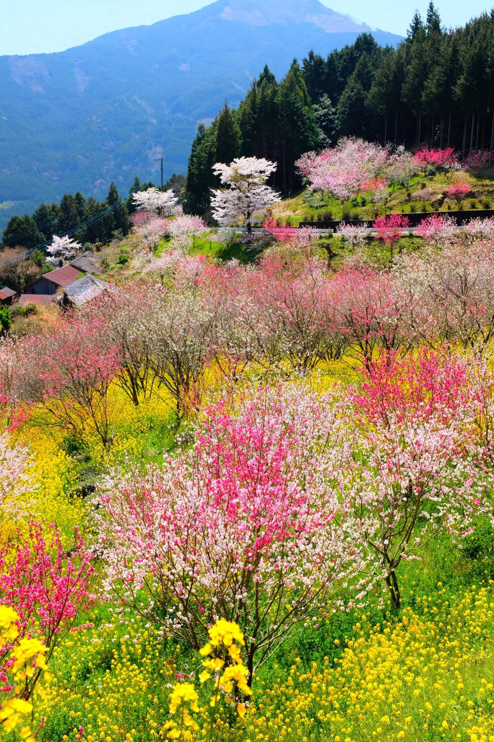 Aesthetic Spring 桌布 壁紙 — 鮮豔的粉紅色和白色櫻花在金色的油菜花田中盛開，背景是森林覆蓋的山脈。