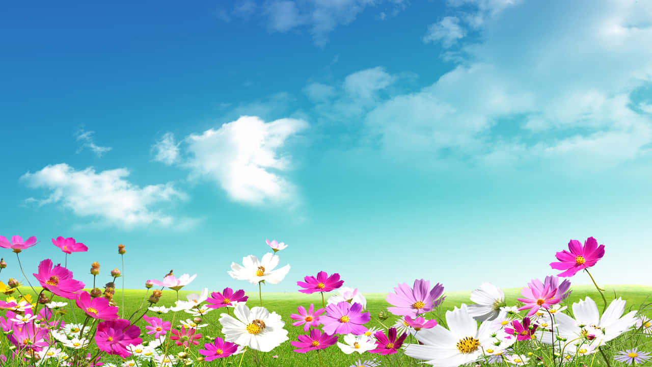 Flowers Aesthetic 桌布 壁紙 — 鮮豔的粉紅色和白色波斯菊在茂密的綠色田野中盛開，天空湛藍，白雲朵朵。