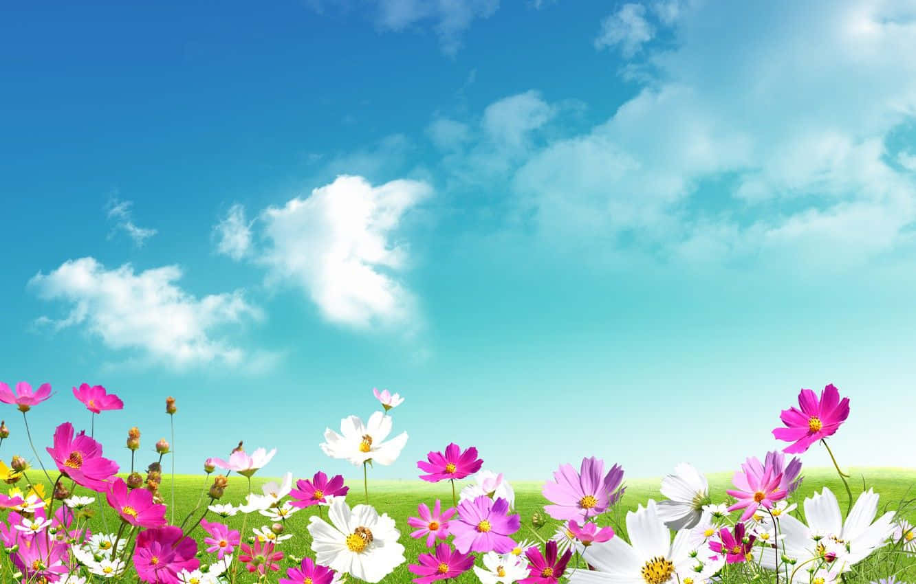 Spring Sky 桌布 壁紙 — 鮮豔的粉紅色和白色波斯菊在茂盛的綠色田野上盛開，背景是明亮的藍天和蓬鬆的白雲。