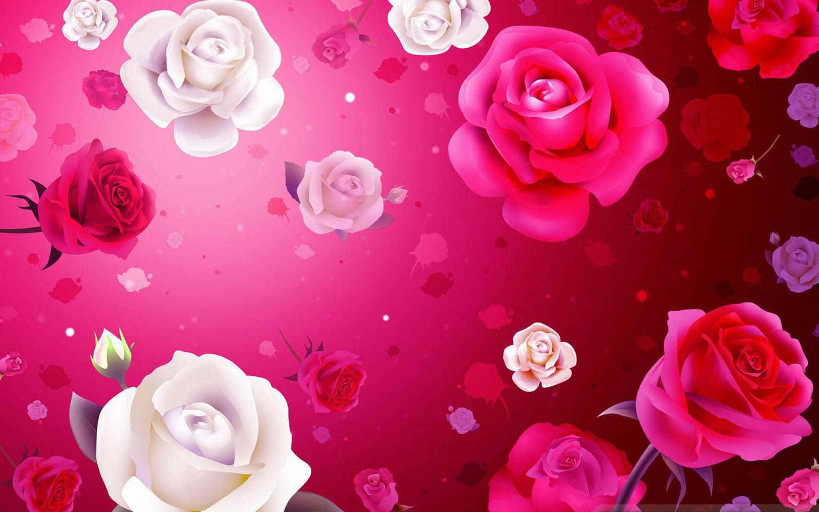 Rose Flower 桌布 壁紙 — 鮮豔的粉紅色和白色玫瑰在帶有柔和散景效果的洋紅色漸變背景上優雅地漂浮。