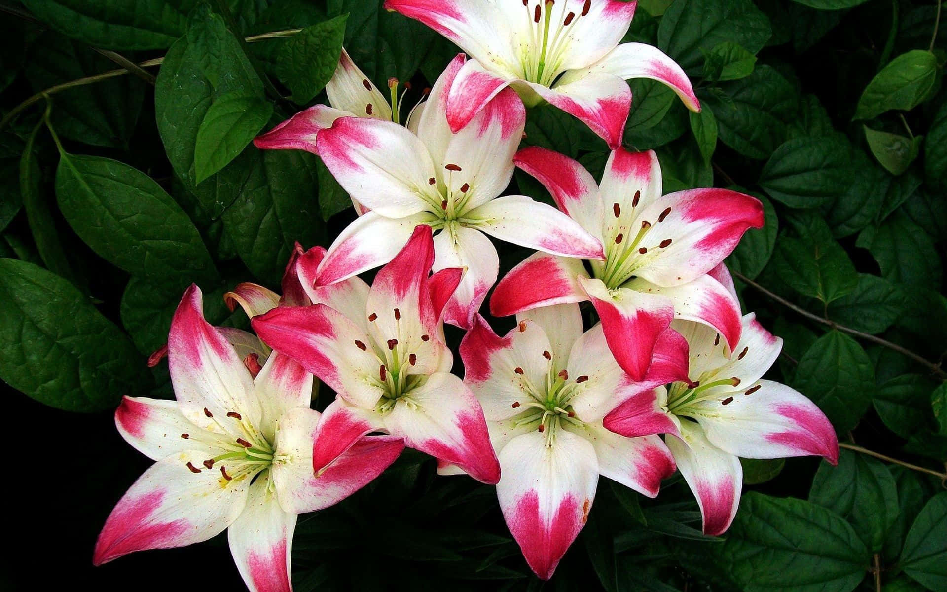 lily 桌布 壁紙 — 鮮豔的粉紅色和白色百合花在茂密的深綠色樹葉背景下綻放，特寫花卉鏡頭。