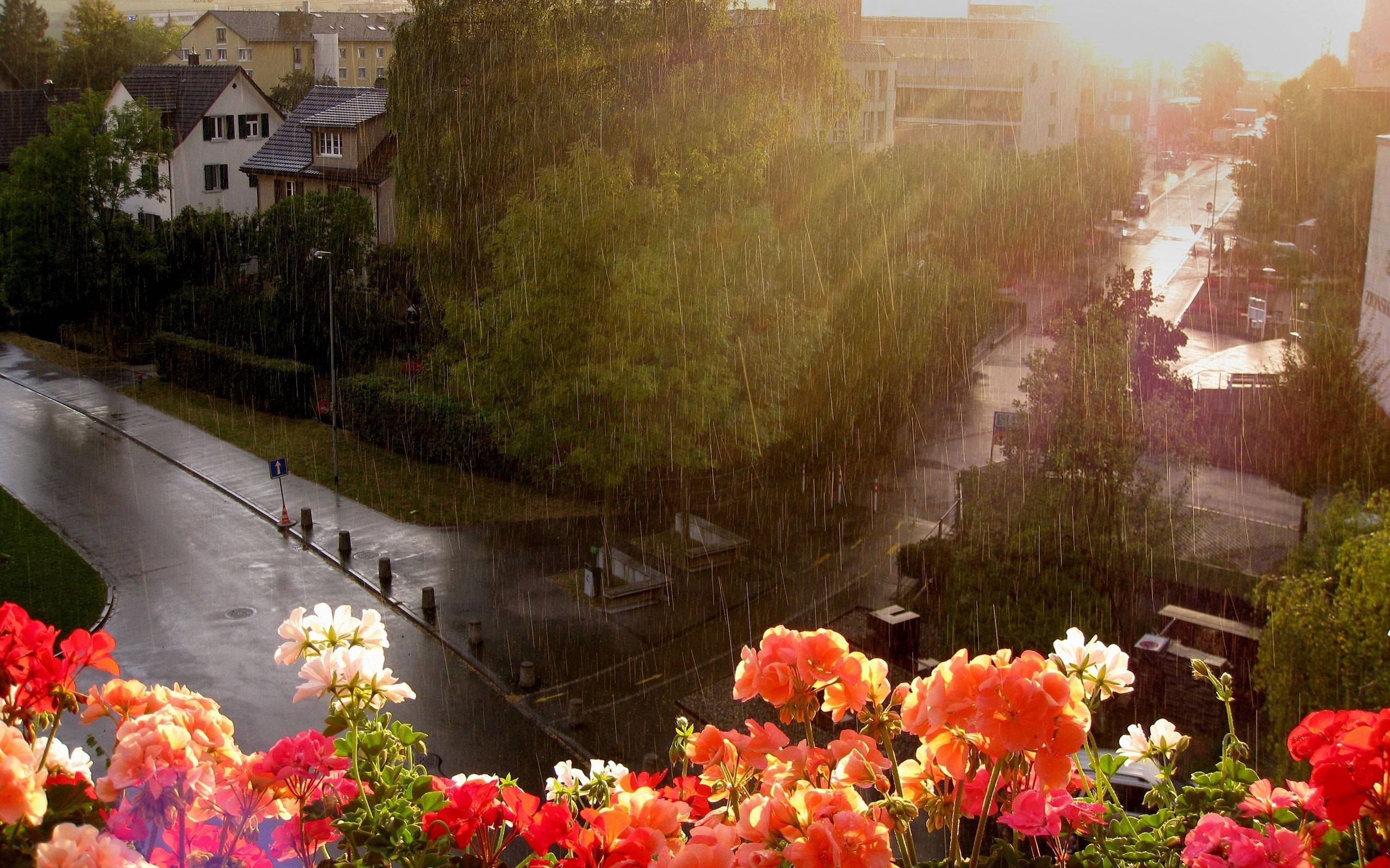 下雨 桌布 壁紙 — 鮮豔的粉紅色和白色花朵在前景盛開，金色陽光穿過雨水灑在濕漉漉的郊區街道上。