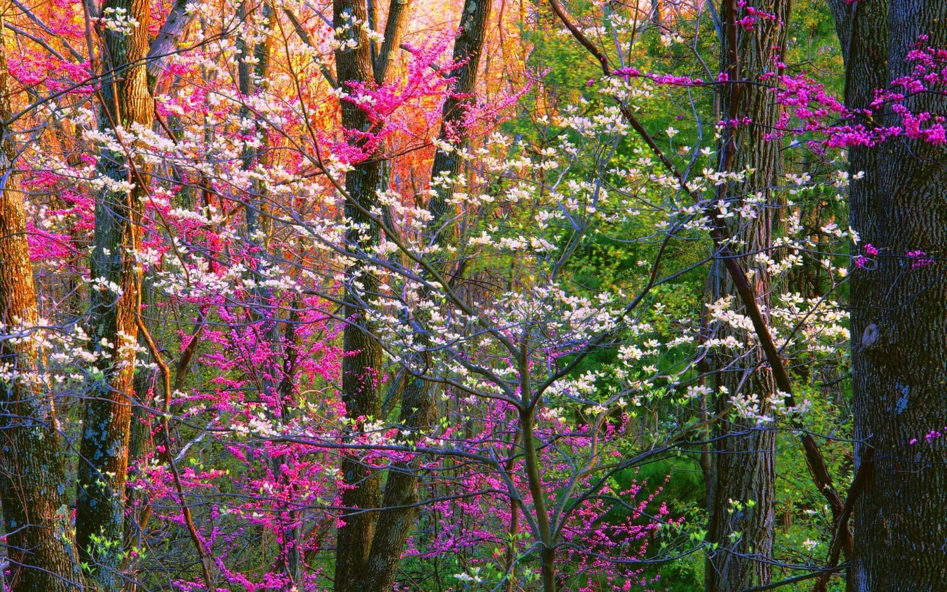 Spring Trees 桌布 壁紙 — 鮮豔的粉紅色和白色花朵在陽光明媚的春日森林中從樹枝上綻放。