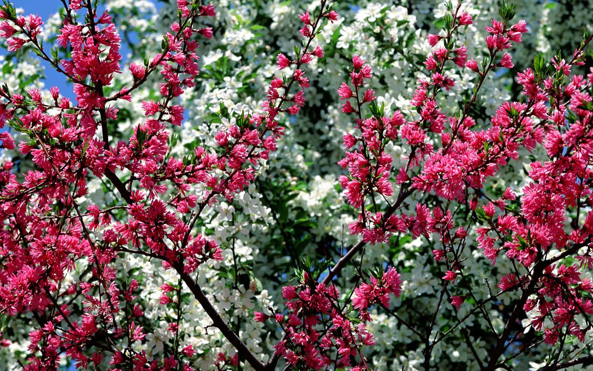 Spring Flowers Desktop 桌布 壁紙 — 鮮豔的粉紅色和白色花朵從深色樹枝上綻放，映襯著清澈的藍天，展現出絢麗的春天景象。