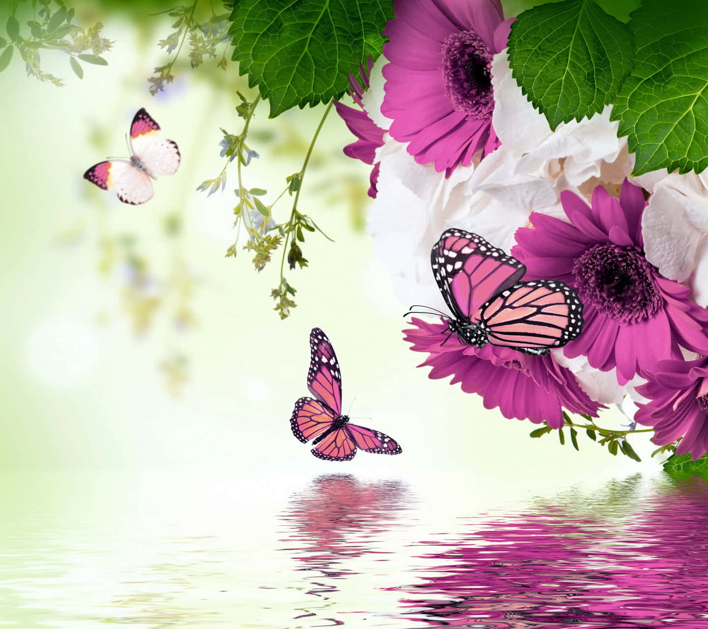 Butterflies 桌布 壁紙 — 鮮豔的粉紅色和白色花朵與綠葉框住了在平靜水面上倒映的翩翩蝴蝶。