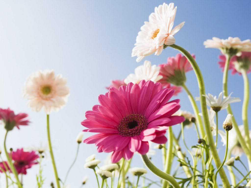 Flowers 桌布 壁紙 — 鮮豔的粉紅色和白色雛菊在晴朗的藍天下，在陽光明媚的田野中盛開。