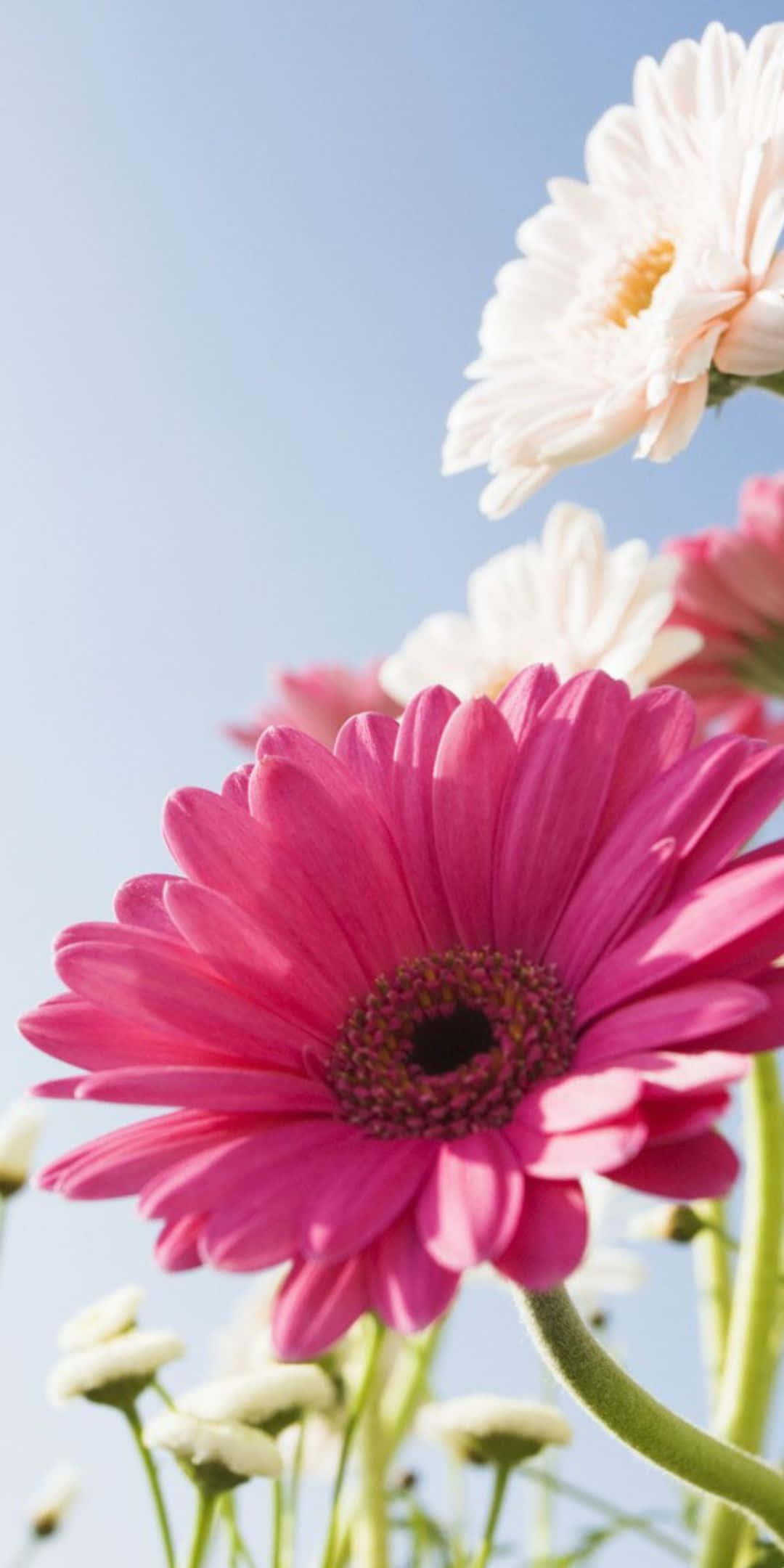 Daisies 桌布 壁紙 — 鮮豔的粉紅色和白色雛菊在晴朗的藍天下，在明亮陽光照耀的花園場景中盛開。