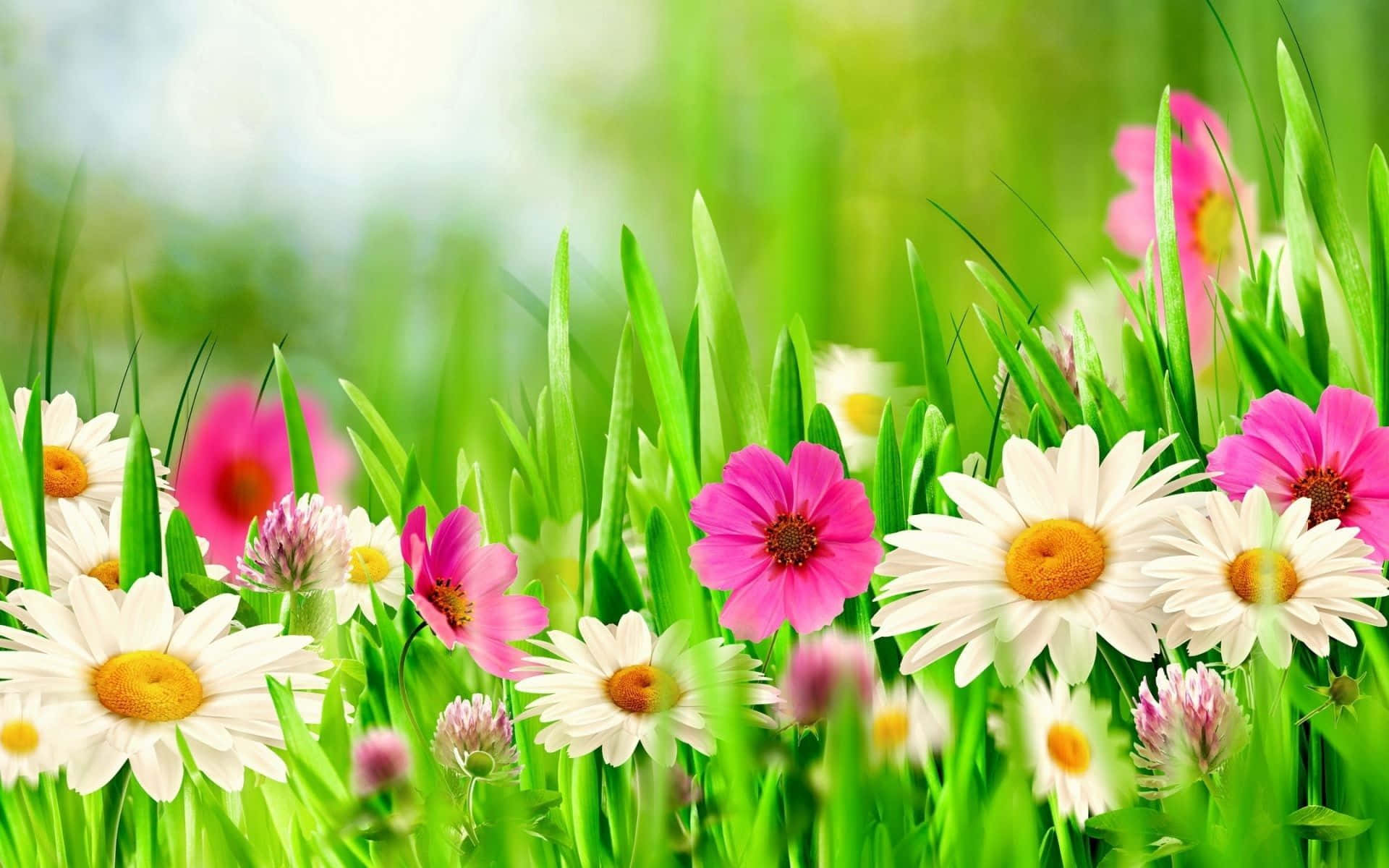 Spring Flowers Desktop 桌布 壁紙 — 鮮豔的粉紅色和白色雛菊在茂密的綠草中盛開，沐浴在明亮的陽光下。