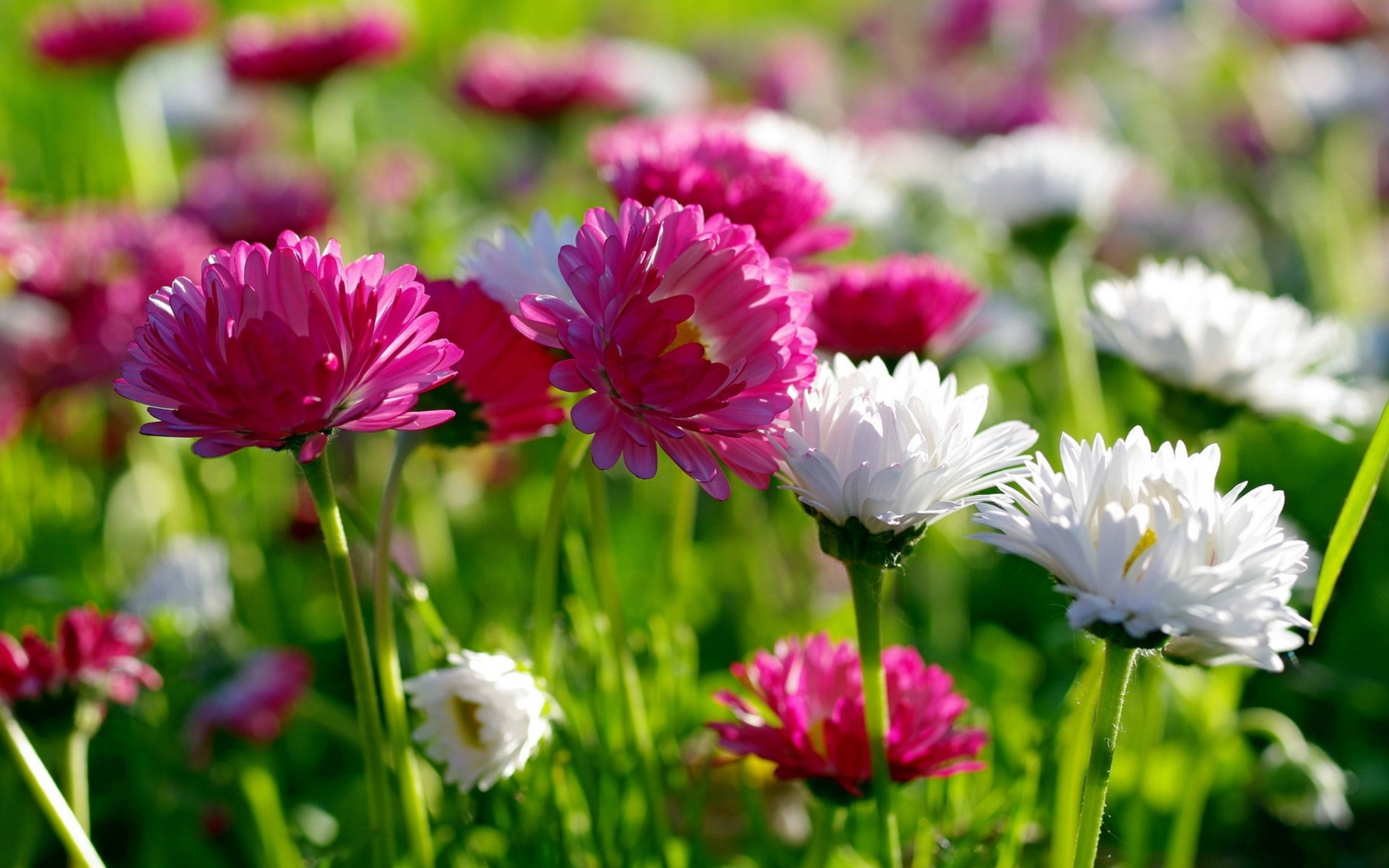 Chrysanthemum 桌布 壁紙 — 鮮豔的粉紅色和白色雛菊在陽光明媚的田野中盛開，伴隨著茂盛的綠草和柔和的散景背景。