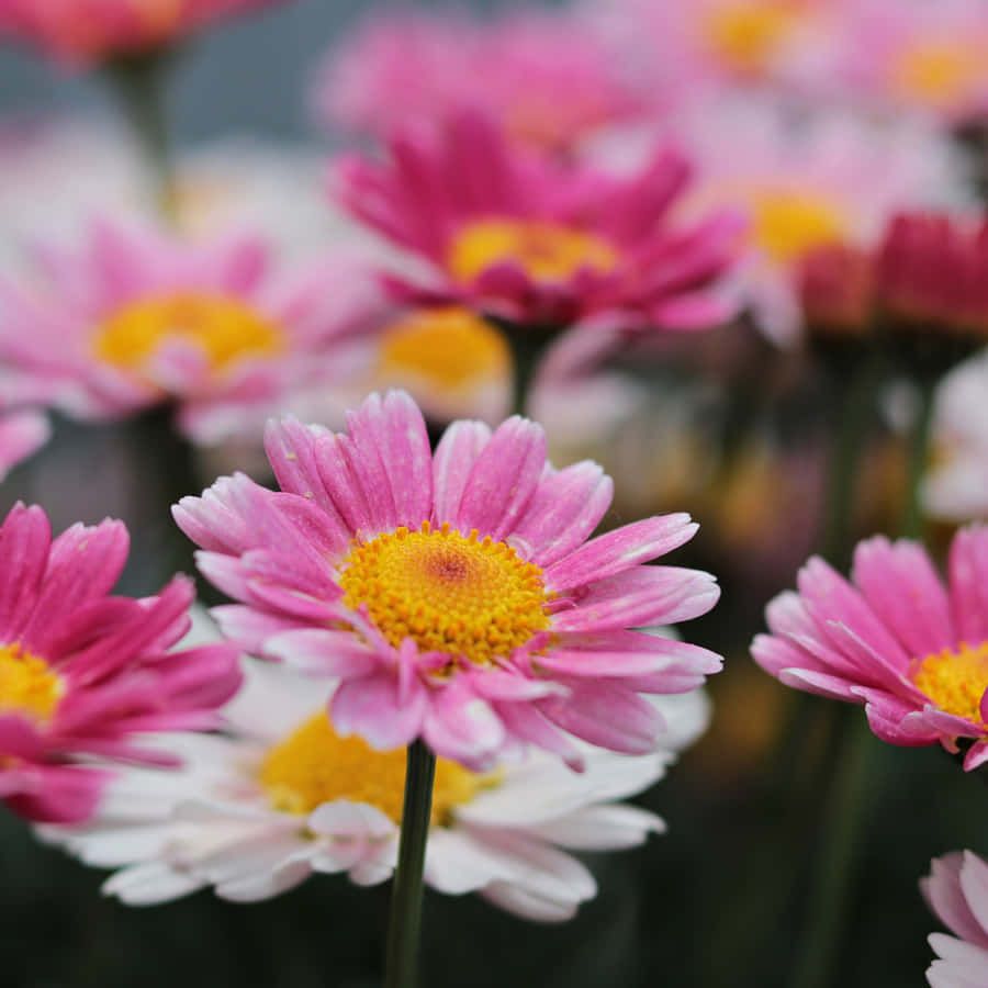 Pink iPad Pro 桌布 壁紙 — 鮮豔的粉紅色和白色雛菊帶有金色花心，在模糊的花園背景下以柔和焦點盛開。