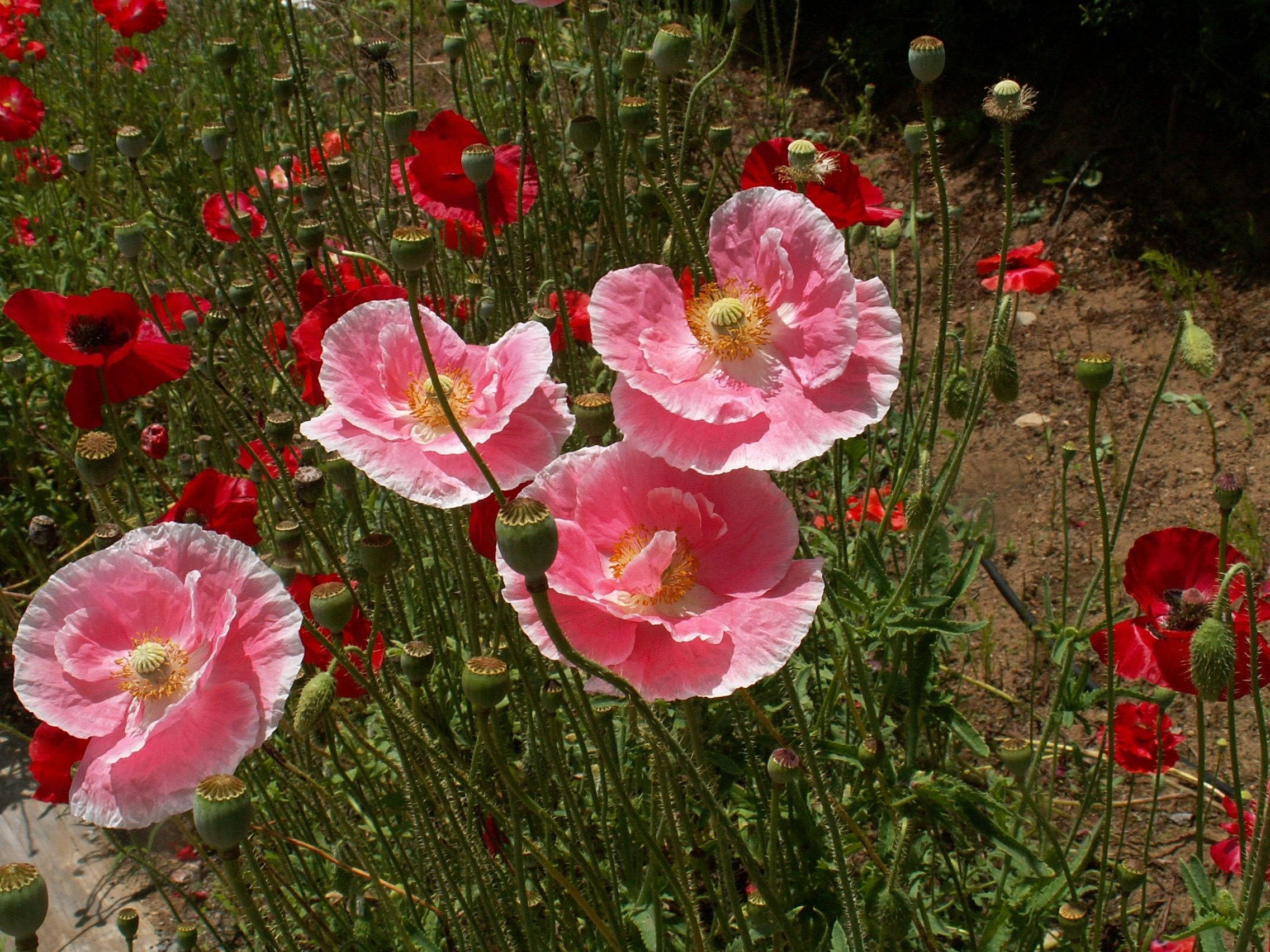 Poppy 桌布 壁紙 — 鮮豔的粉紅色和紅色罌粟花在自然花園環境中，在明亮的陽光下，在綠色莖和花蕾之間盛開。