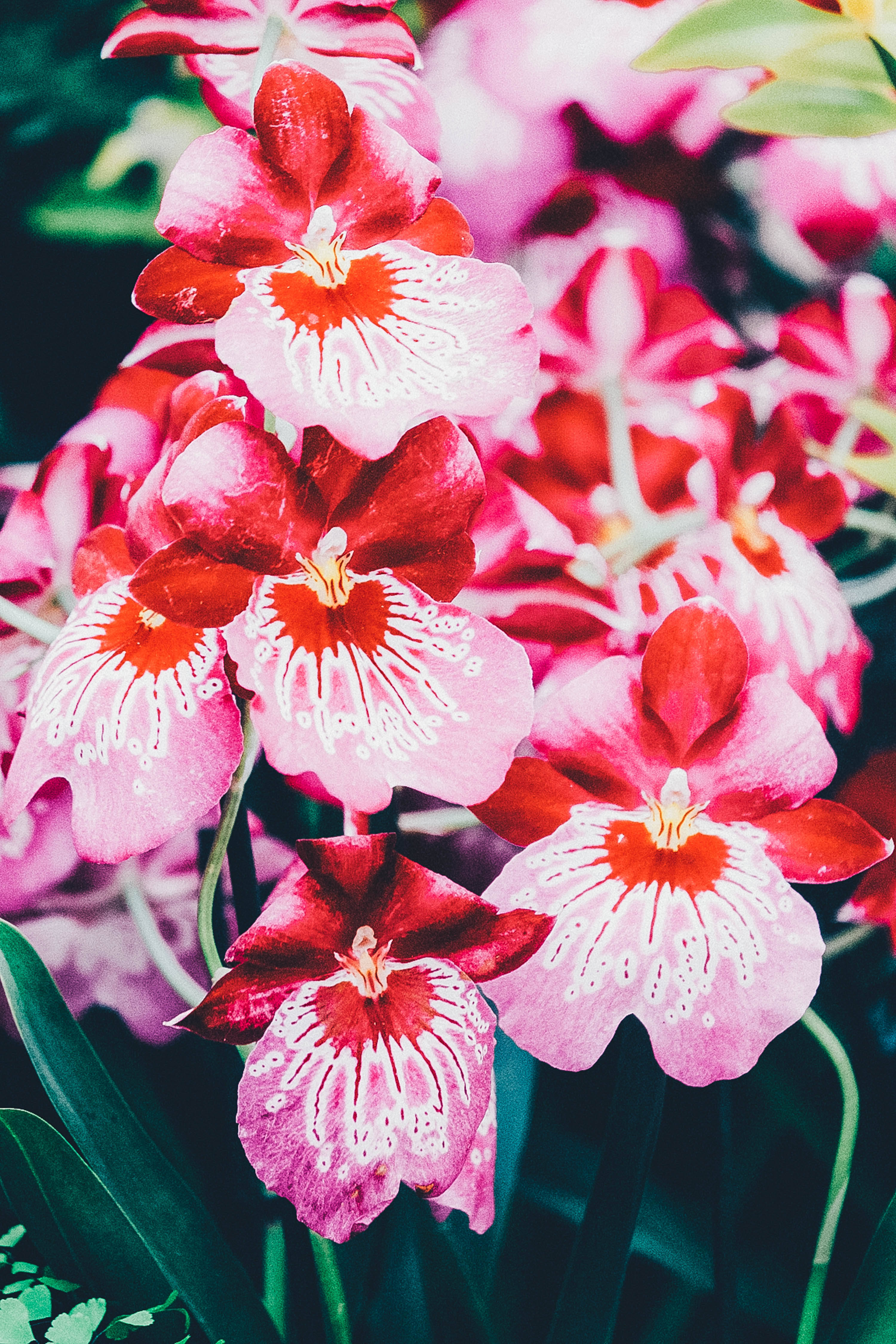 Orchids 桌布 壁紙 — 鮮豔的粉紅色和紅色蘭花，帶有白色斑點中心，在深綠色葉子中茂盛綻放。