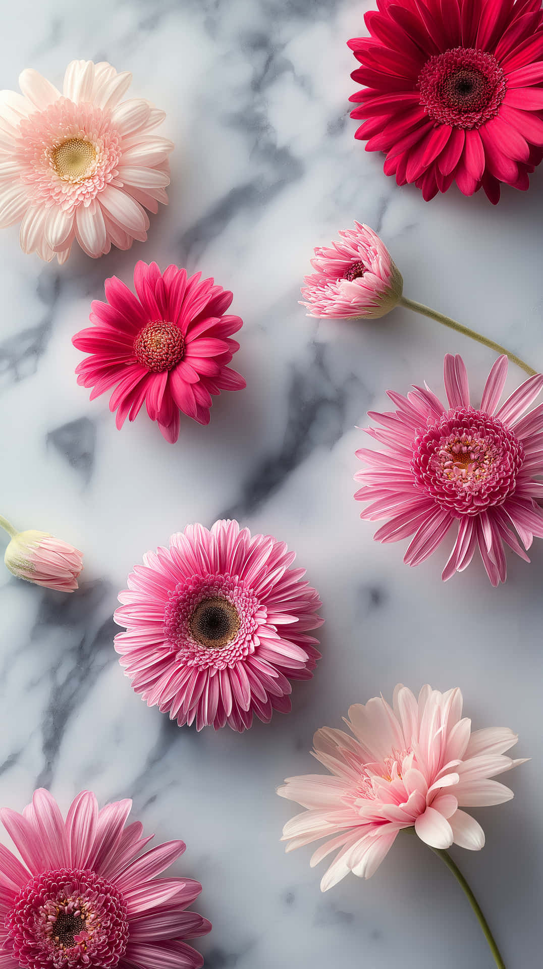 Flat Lay of Fresh Gerbera Daisies on a Marble Background 壁紙 — 鮮豔的粉紅色和紅色非洲菊雛菊散落在帶有灰色紋理的白色大理石表面上。
