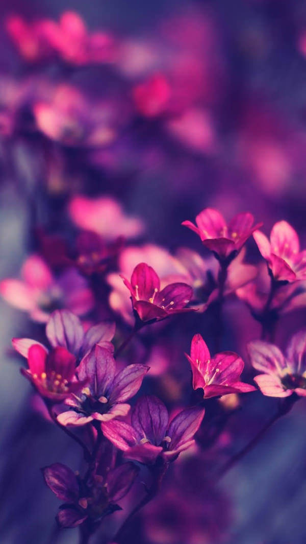 WhatsApp 聊天 桌布 壁紙 — 鮮豔的粉紅色和紫色花朵在淺景深中，對著夢幻般的模糊背景柔和地綻放。