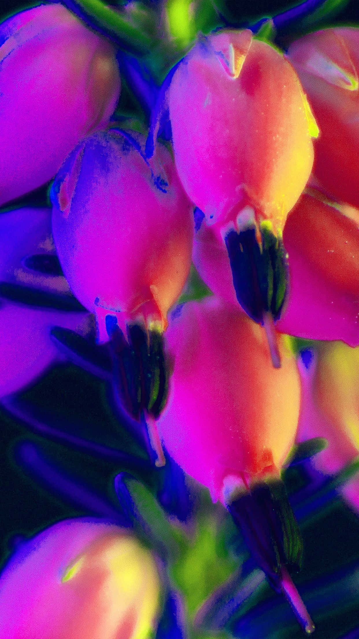 桌布 壁紙 — 鮮豔的粉紅色和紫色花朵在黑暗背景下發出霓虹色調的超現實特寫。
